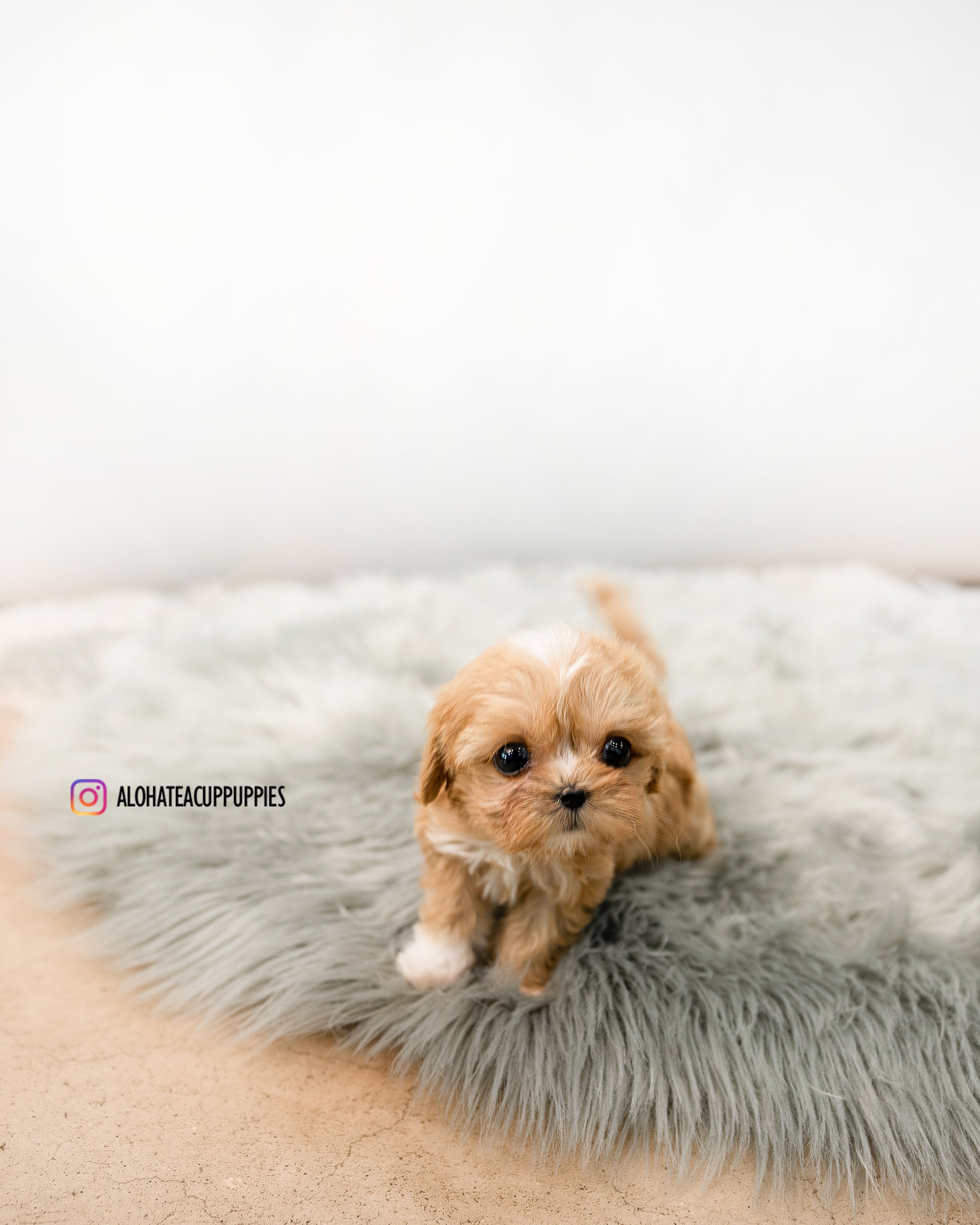 Nora [MALTIPOO TAMAÑO TAZA DE TÉ]