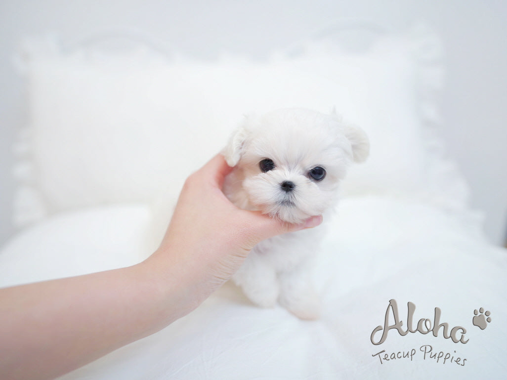 Theo [TEACUP MALTESE]