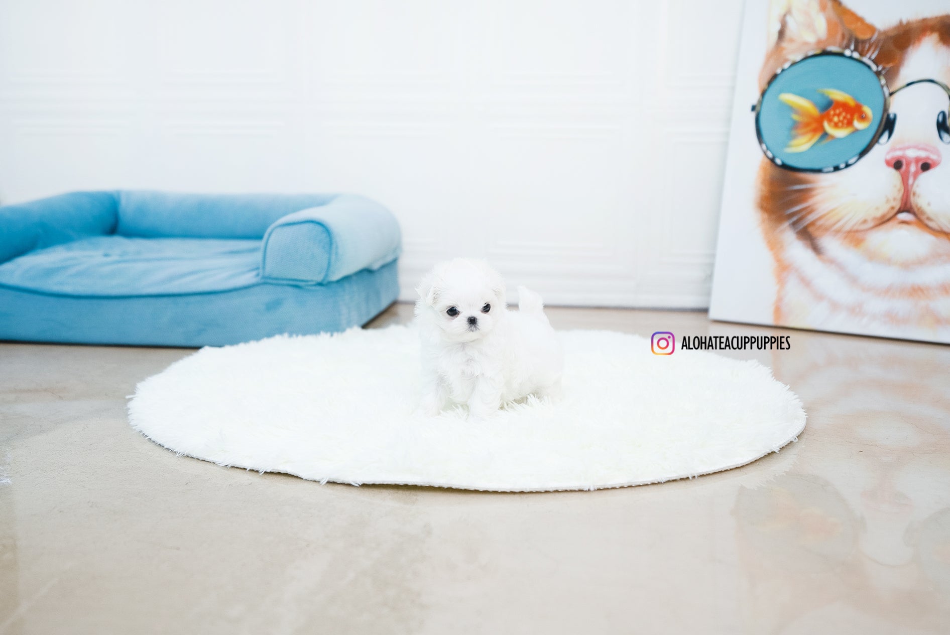 Ian [TEACUP MALTESE]