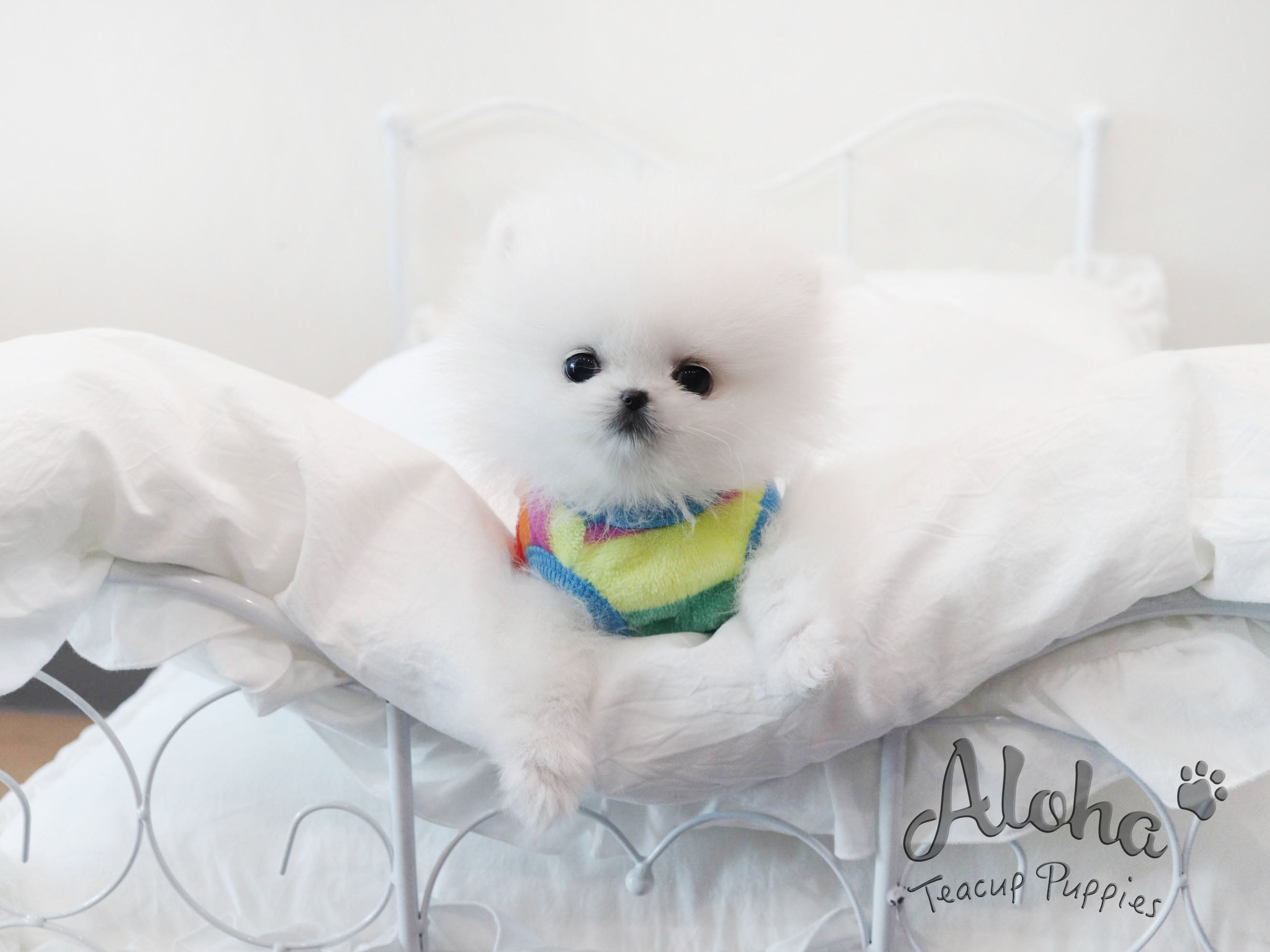 Pepper [TEACUP POMERANIAN]