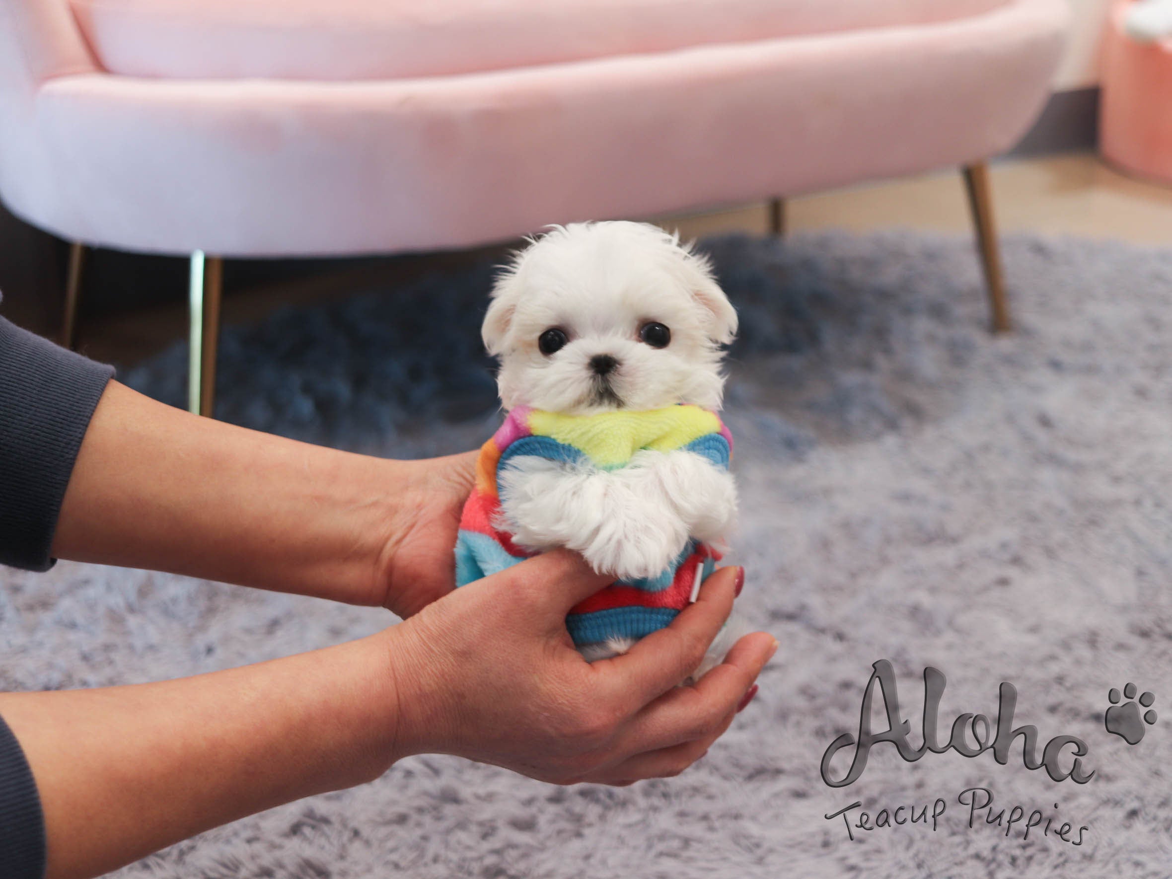 Peach [TEACUP MALTESE]