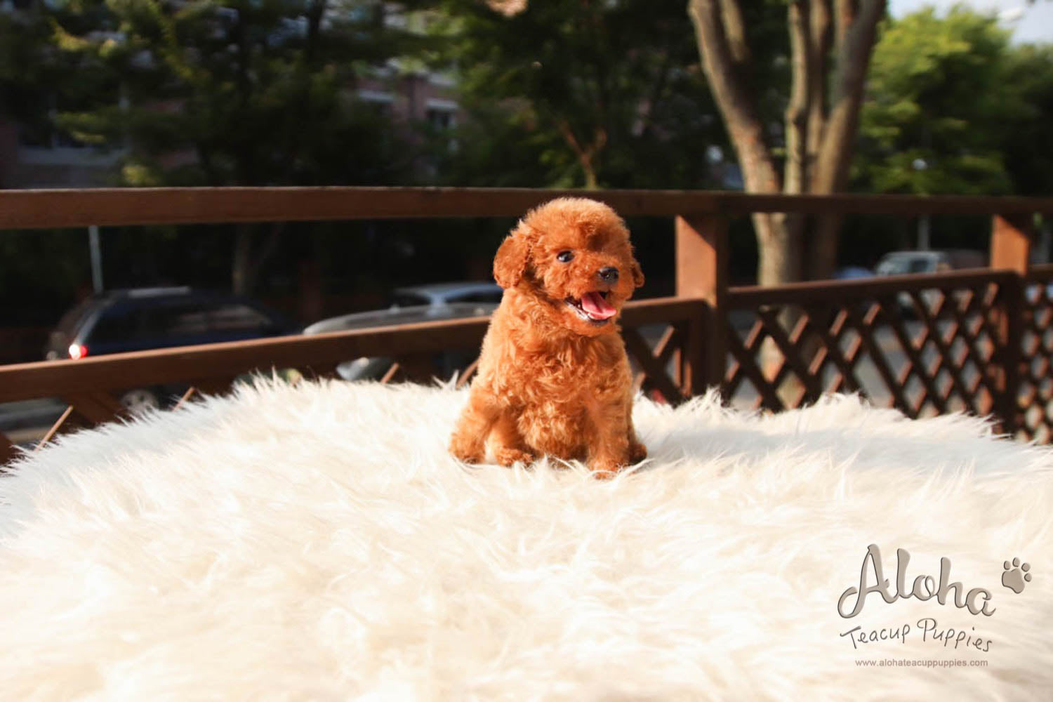 Jordan - [Poodle]