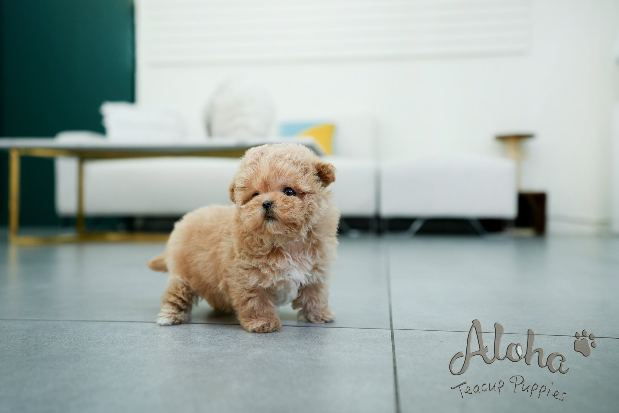 Margo [TEACUP MALTIPOO]