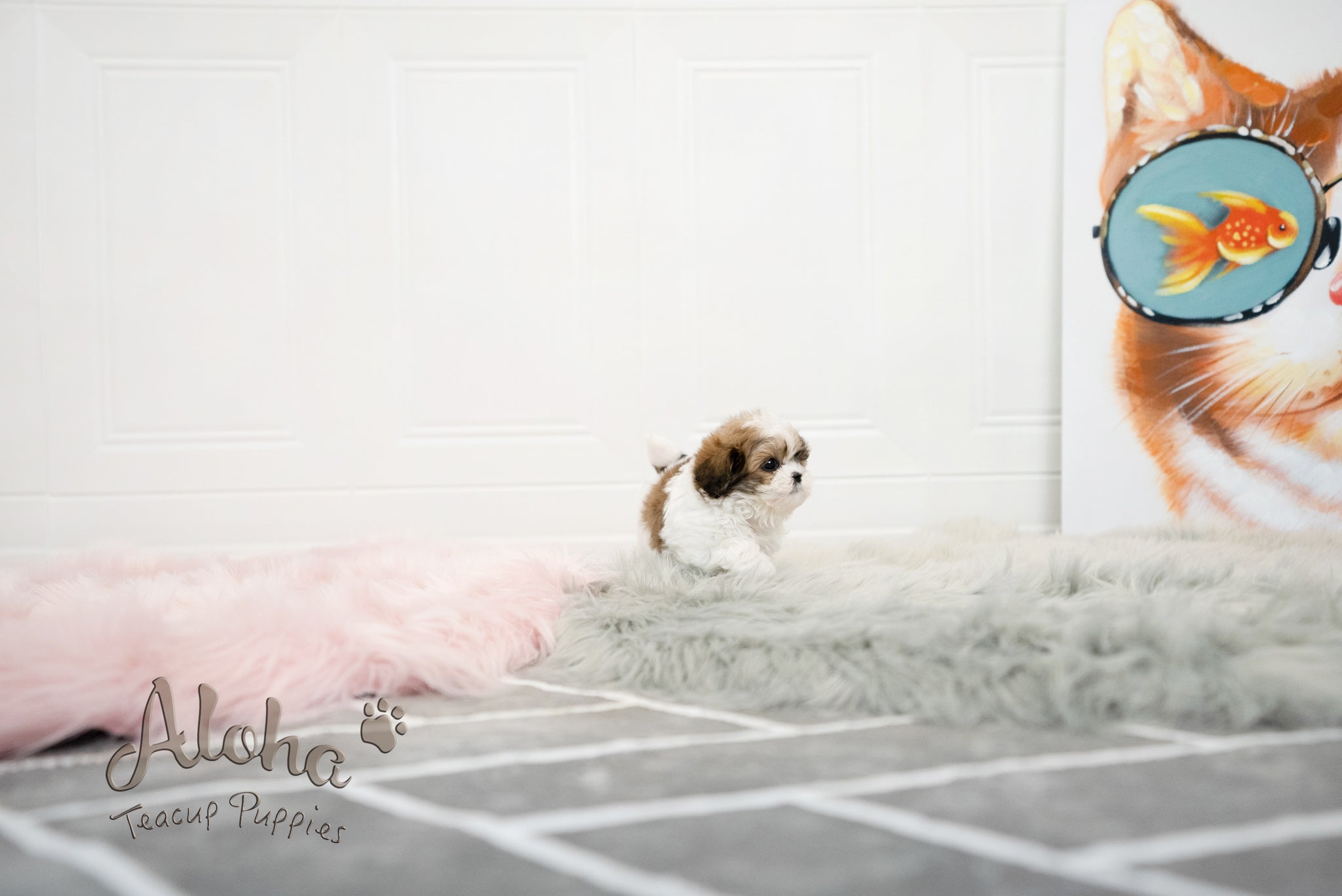 Jarry [TEACUP MALTIPOO]