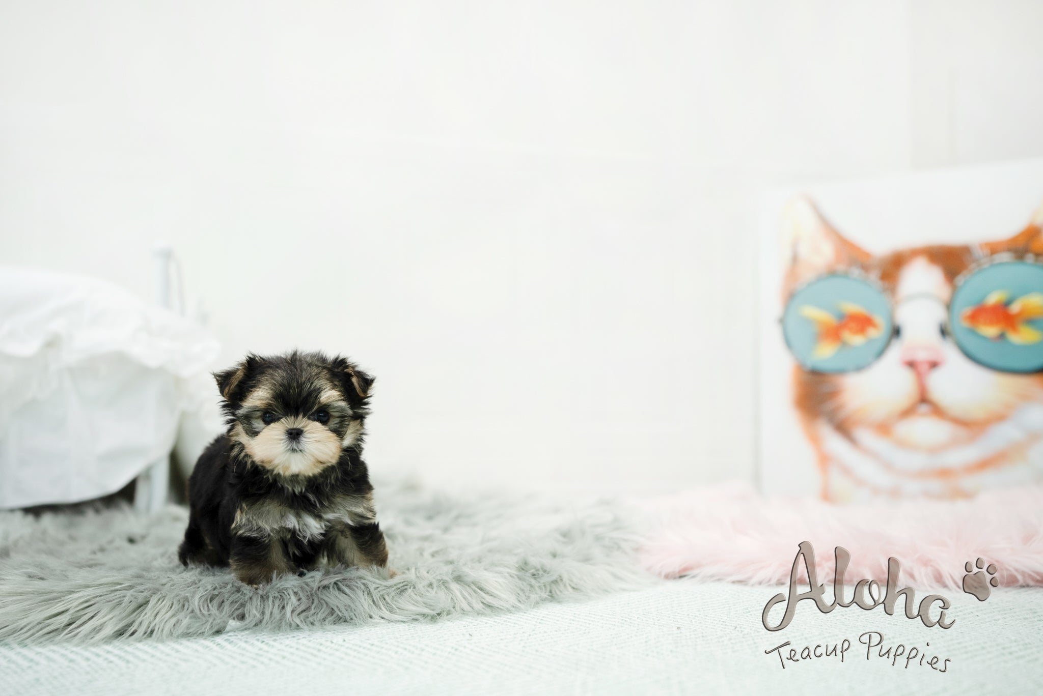 Oliver [TEACUP morkie]