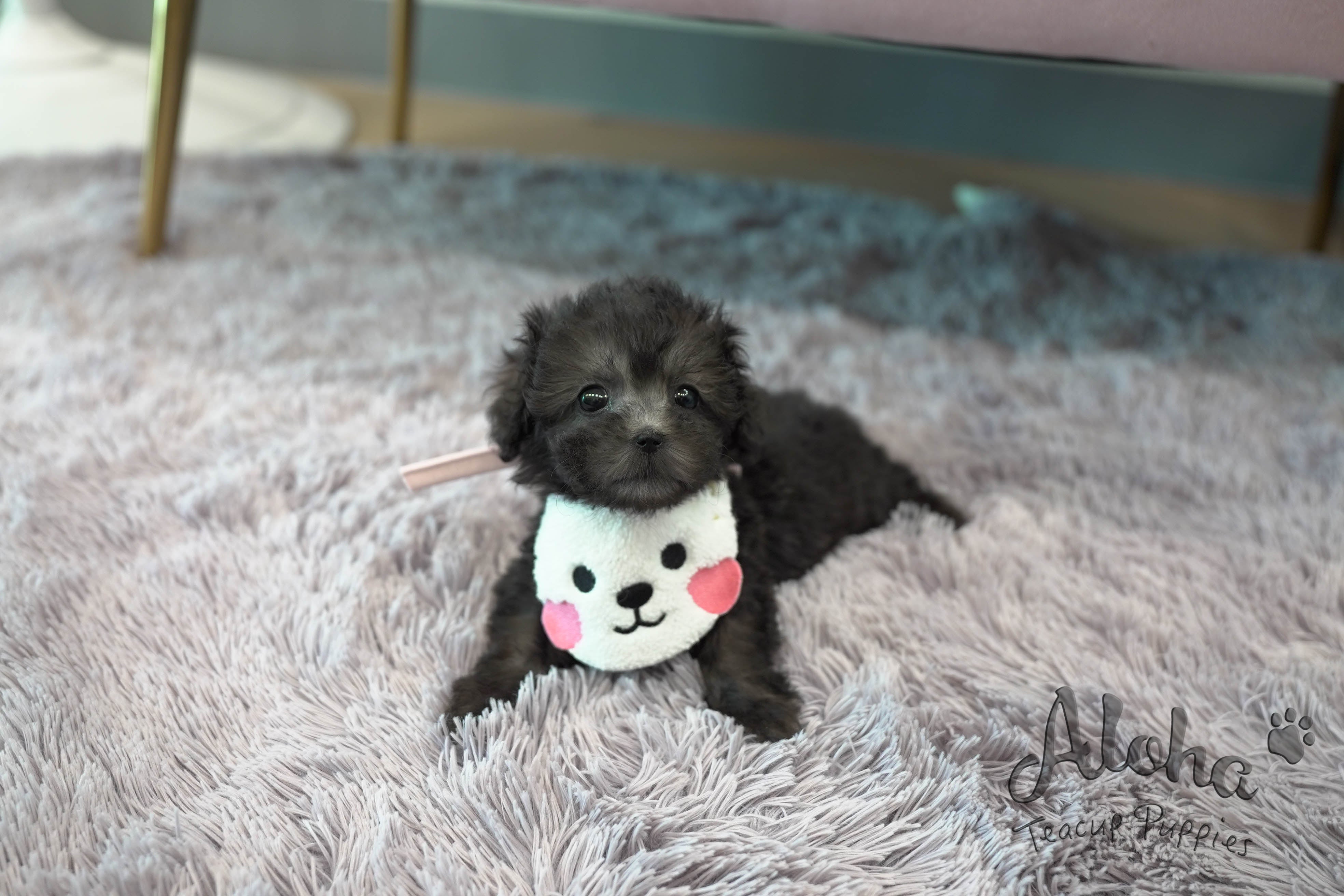 Tiramisu [TEACUP POODLE]