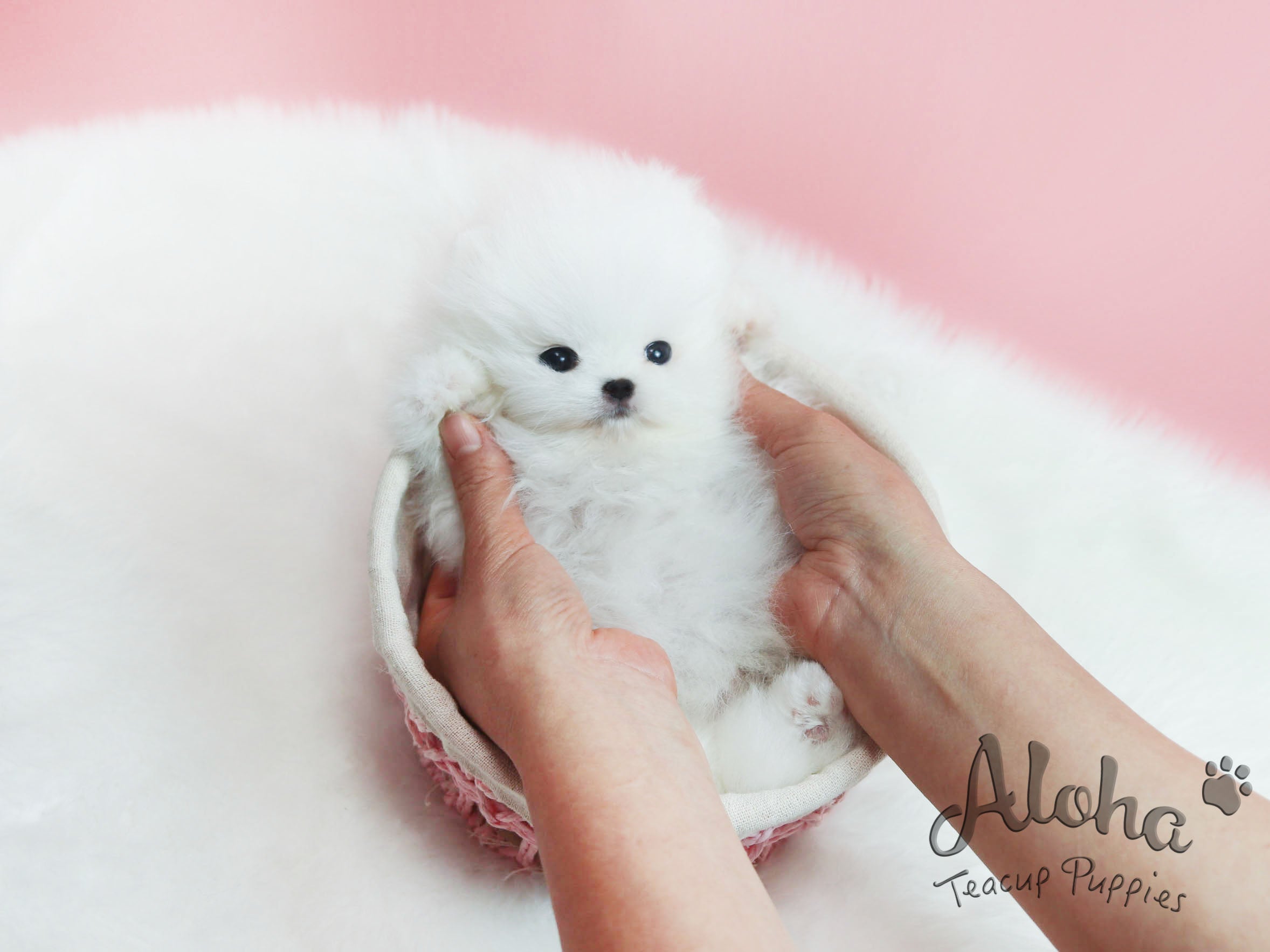 Sold to Yuri, Marshmallow [TEACUP POMERANIAN]