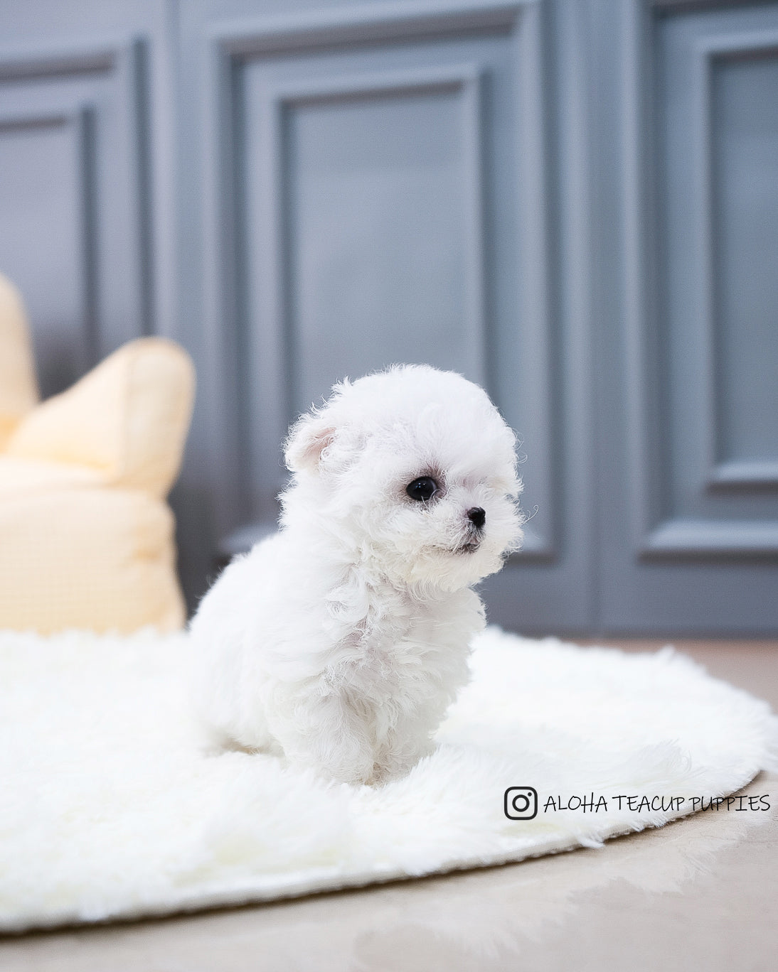 Ashley [TEACUP BICHON]