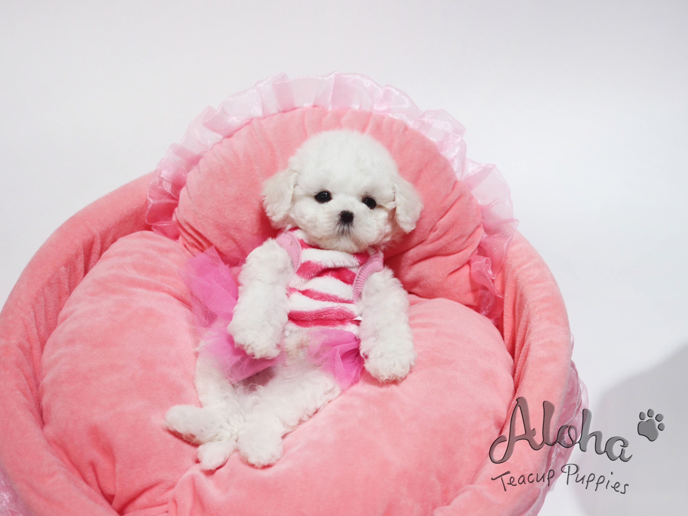 Stella [TEACUP BICHON]