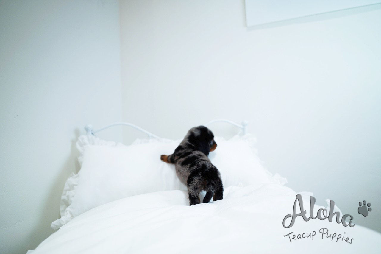 RAY [TEACUP DACHSHUND]