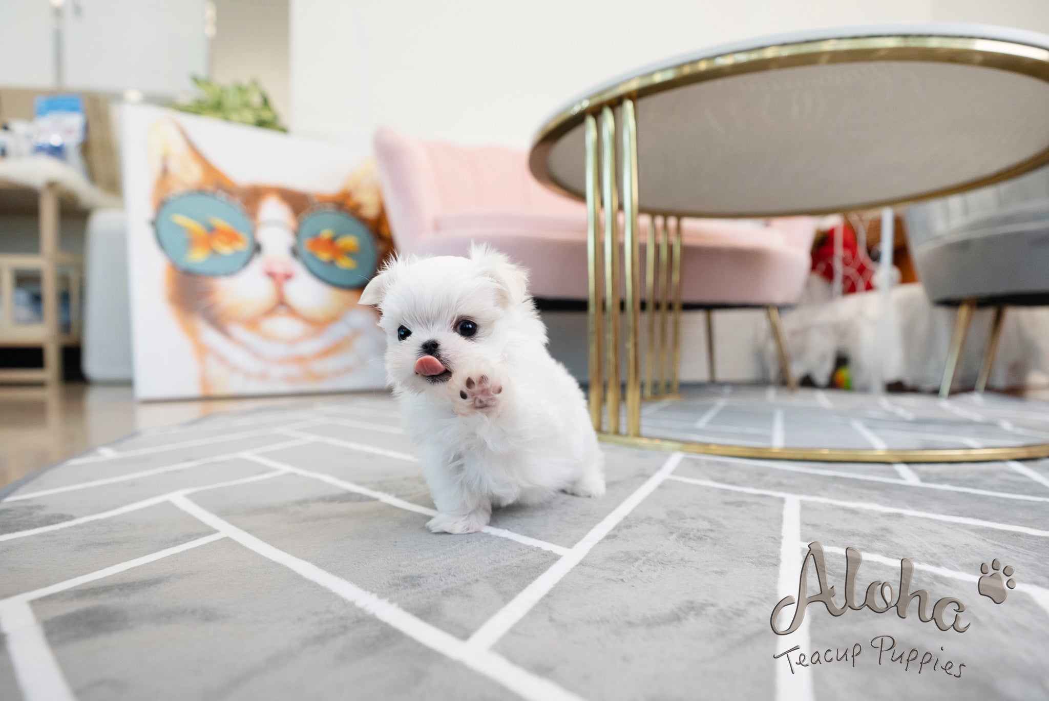 Enzo [TEACUP MALTESE]