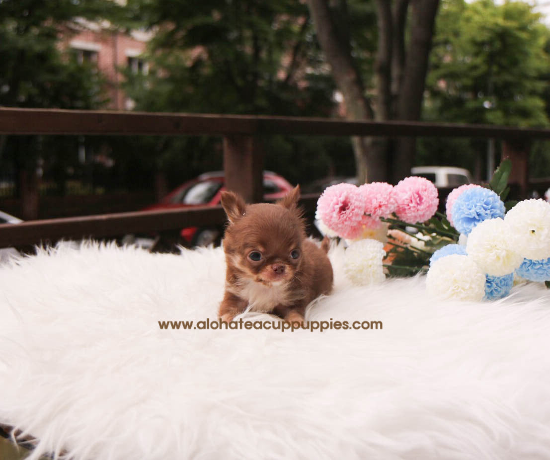 Woody - [Chihuahua] - Sold to Paul Buechele