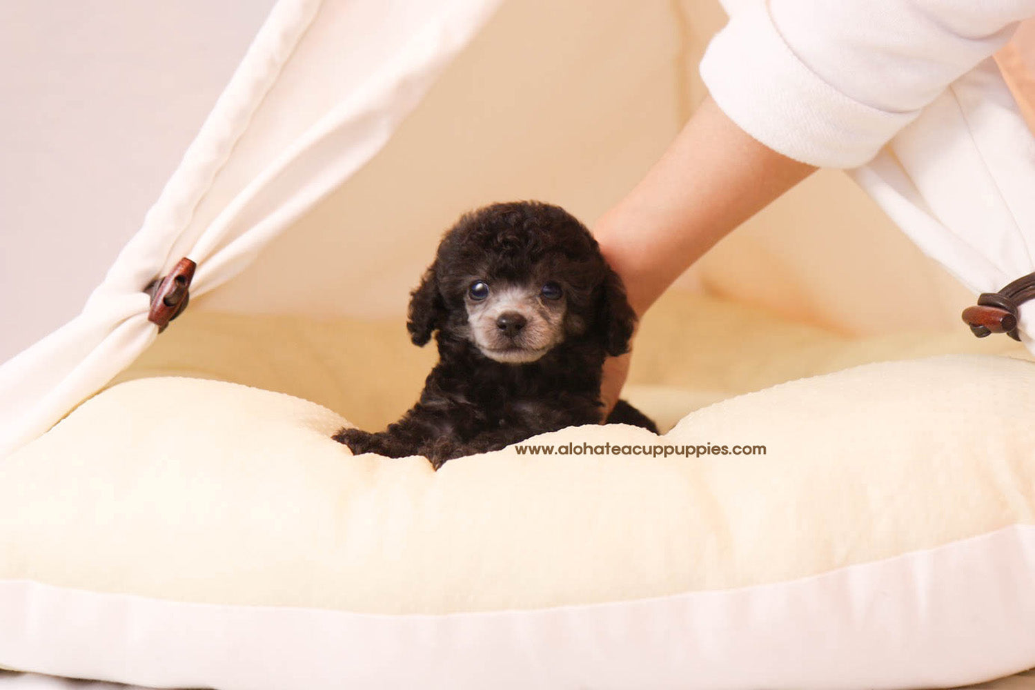 Peanut - [Poodle]