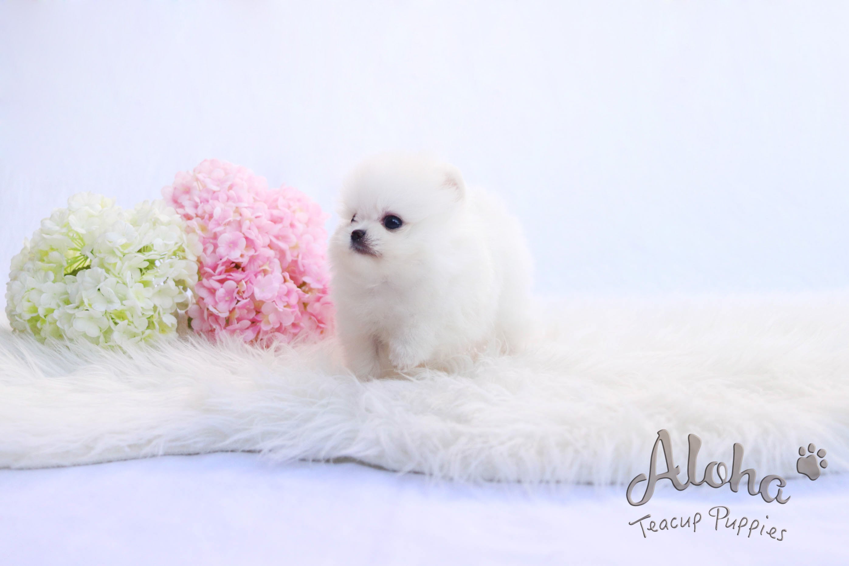 Sold to Michael, Izzy [TEACUP POMERANIAN]