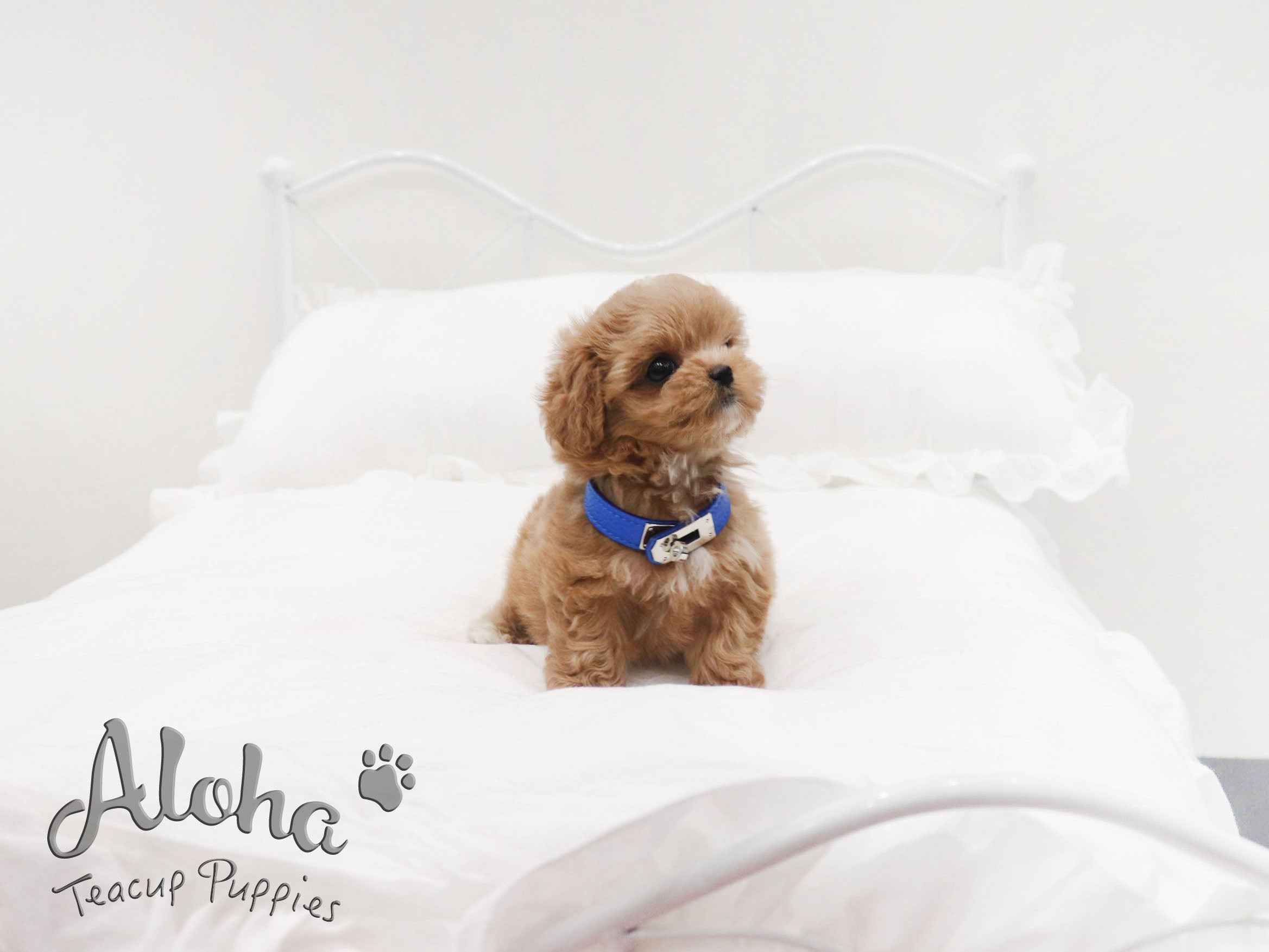 MOCHA [TEACUP MALTIPOO]