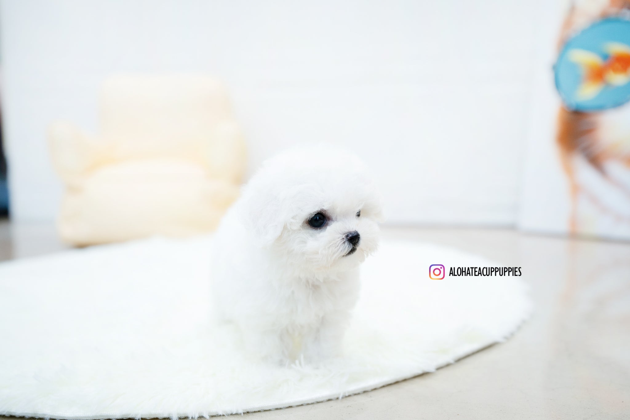 Nemo [TEACUP BICHON]