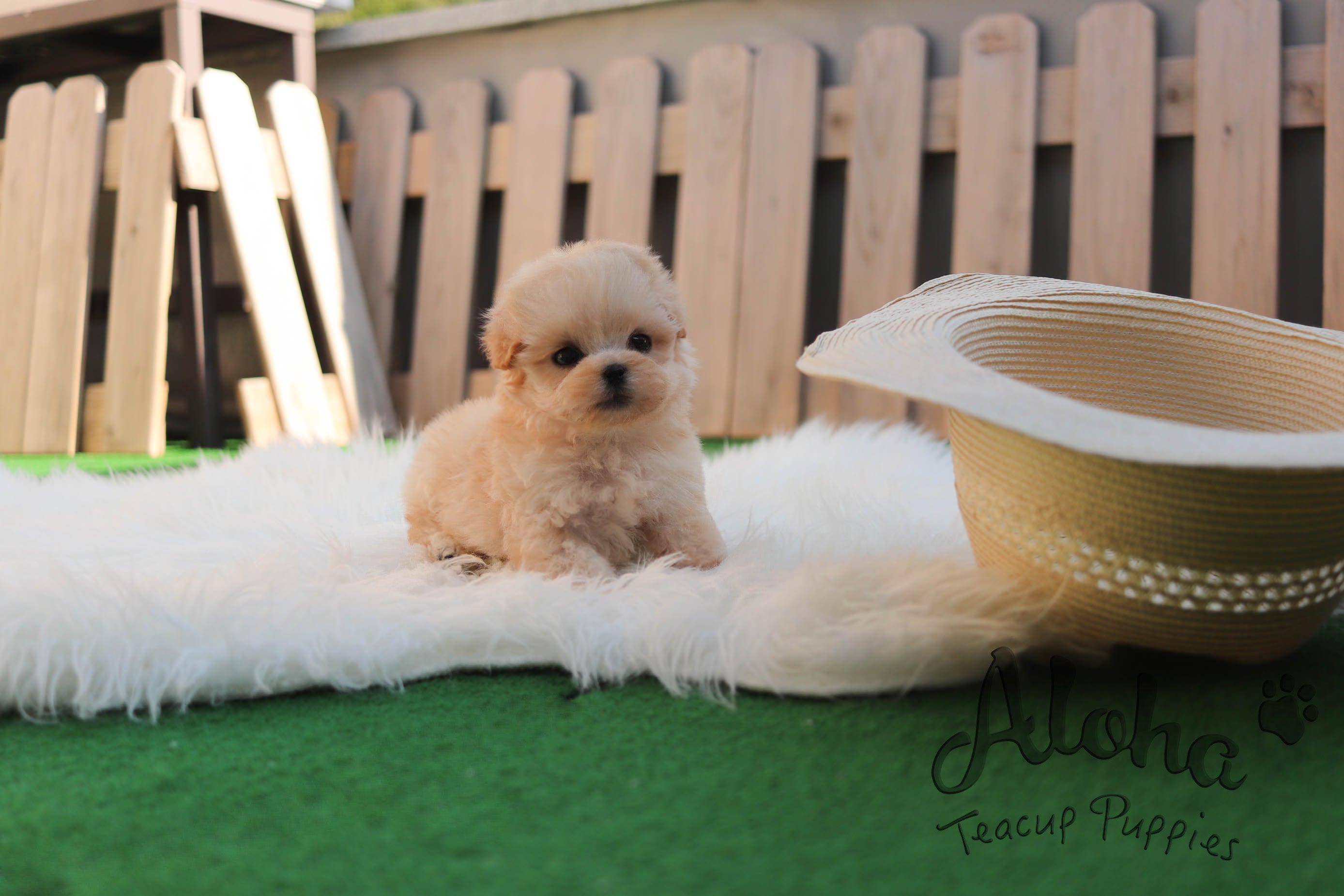 DANA [TEACUP MALTIPOO]