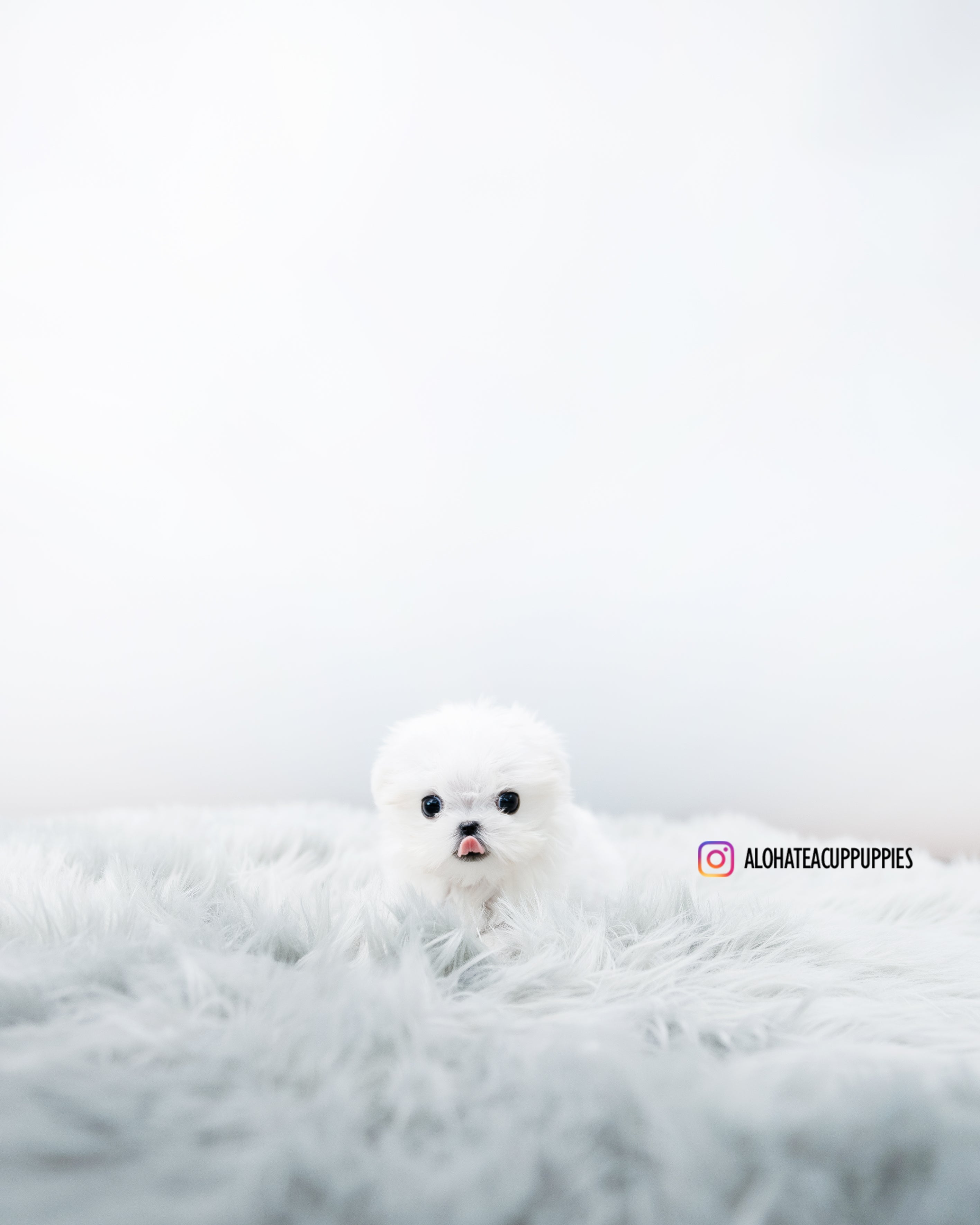 Aimee [TEACUP MALTESE]