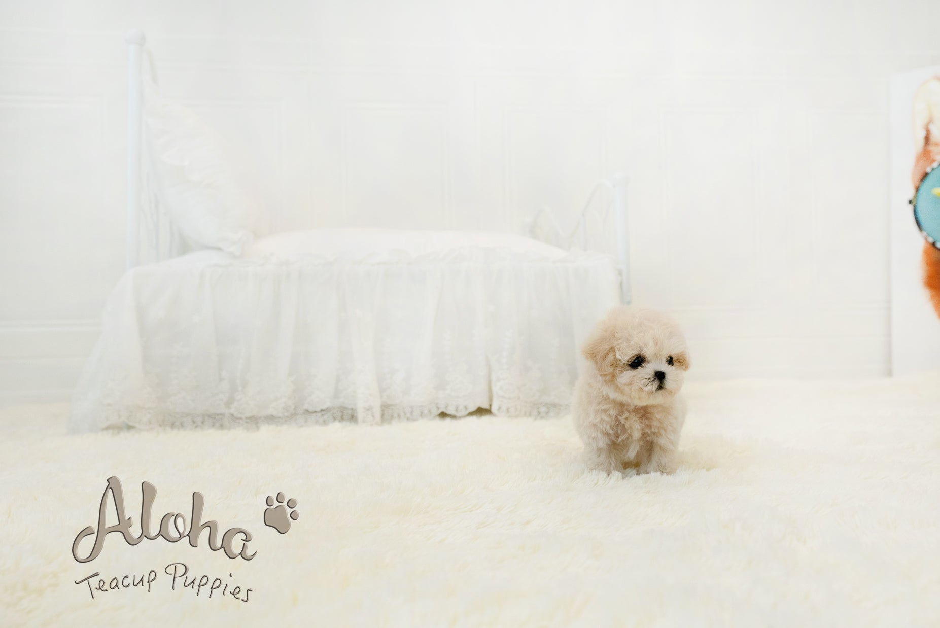 Lily [TEACUP MALTIPOO]