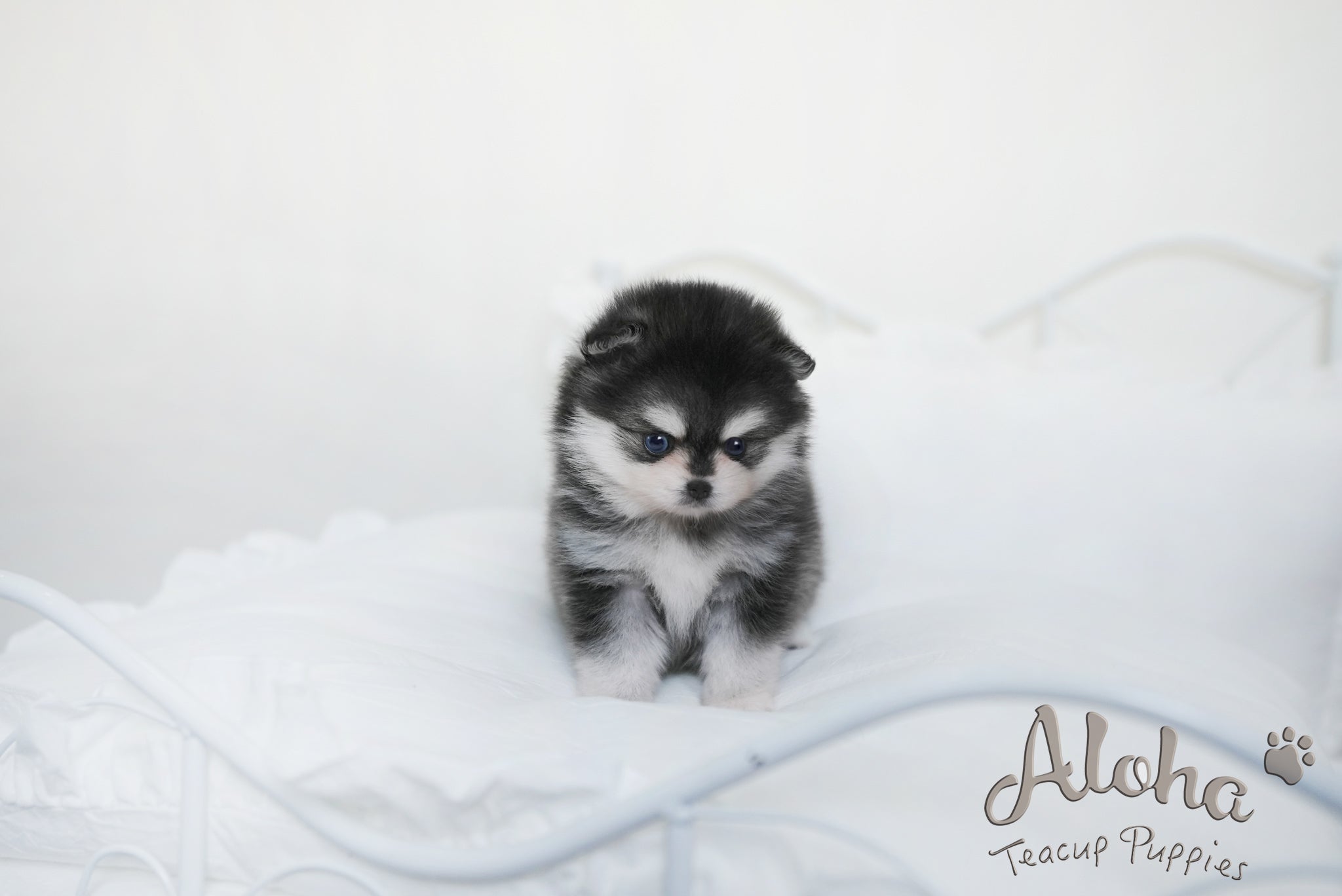 GRACIE [TEACUP Pomsky]