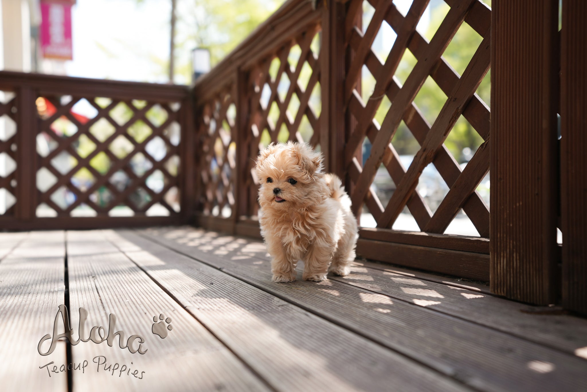 Danna [TEACUP MALTIPOO]