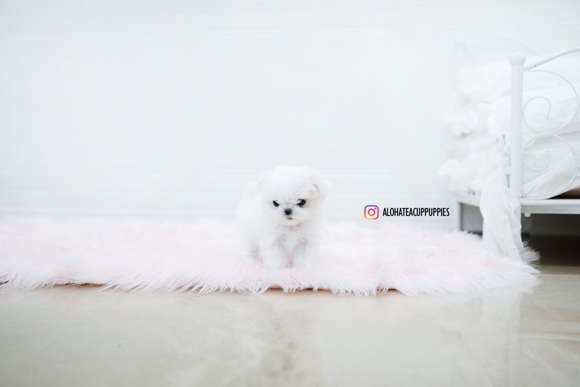 Aurora [TEACUP MALTESE]