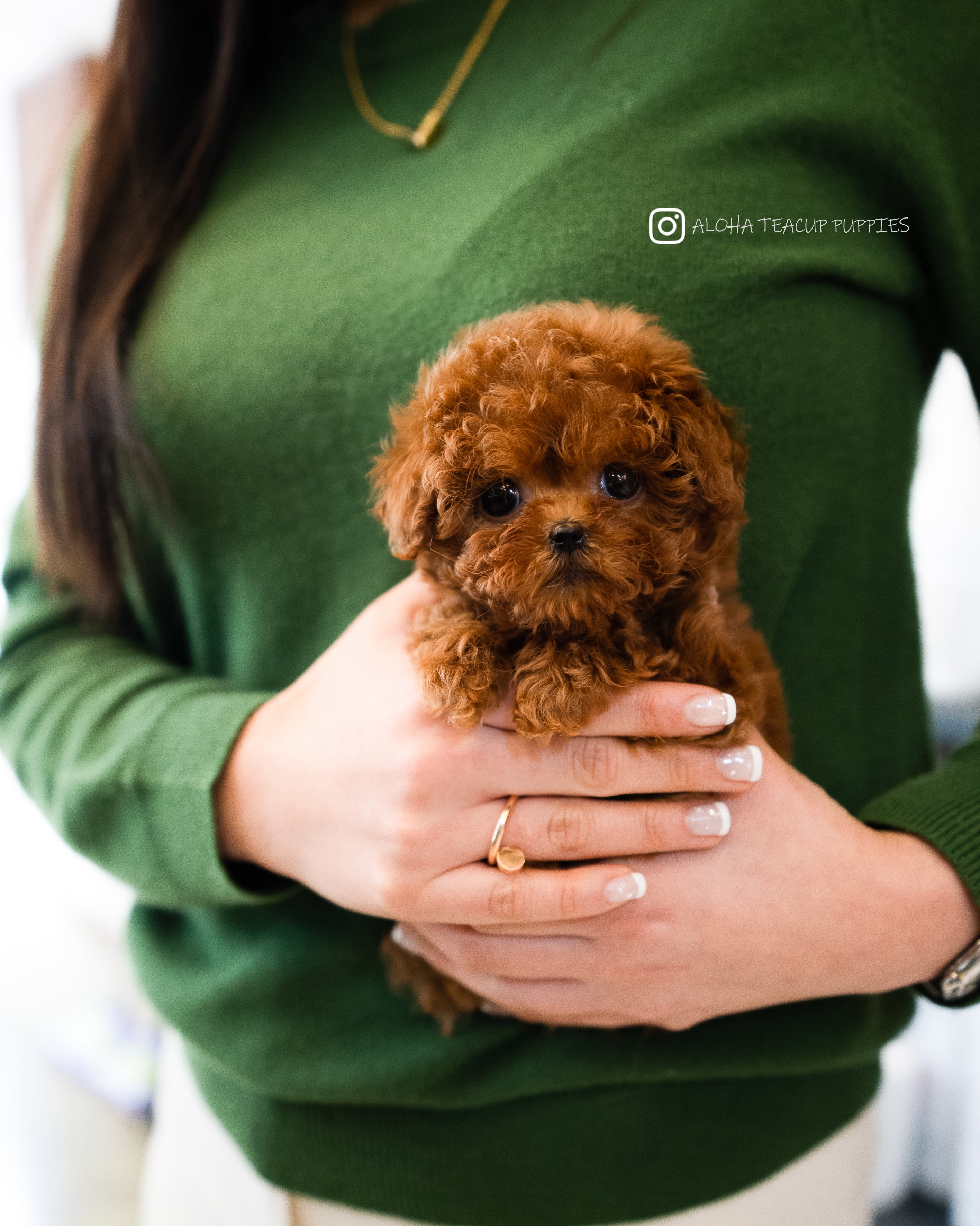 Cora [TEACUP POODLE]