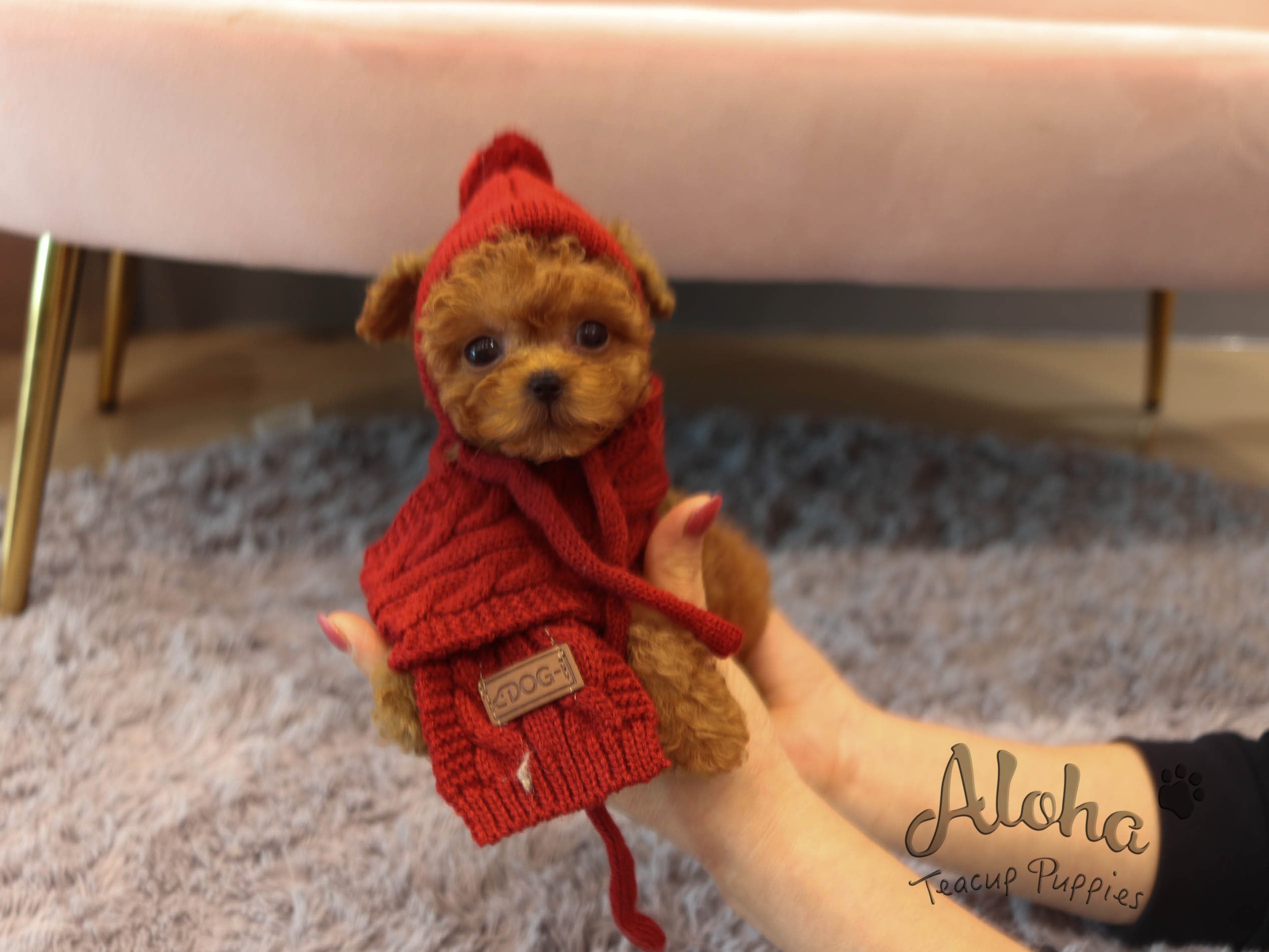 Mignon [TEACUP POODLE]