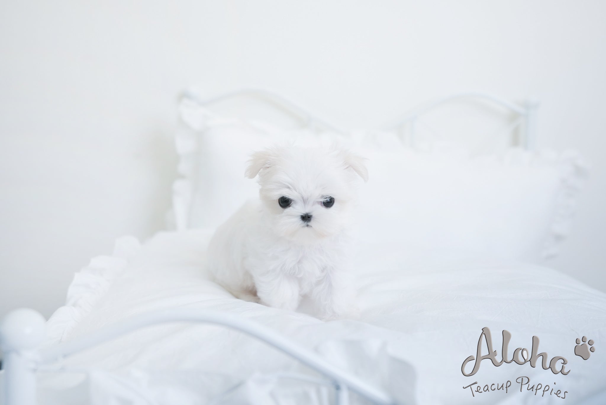 Hermes [TEACUP MALTESE]