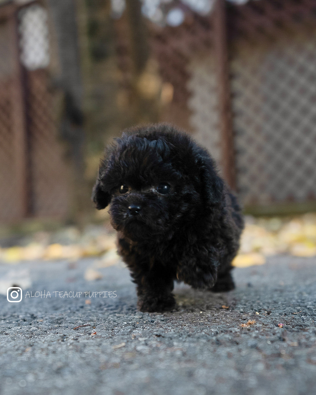 Lon [TEACUP POODLE]