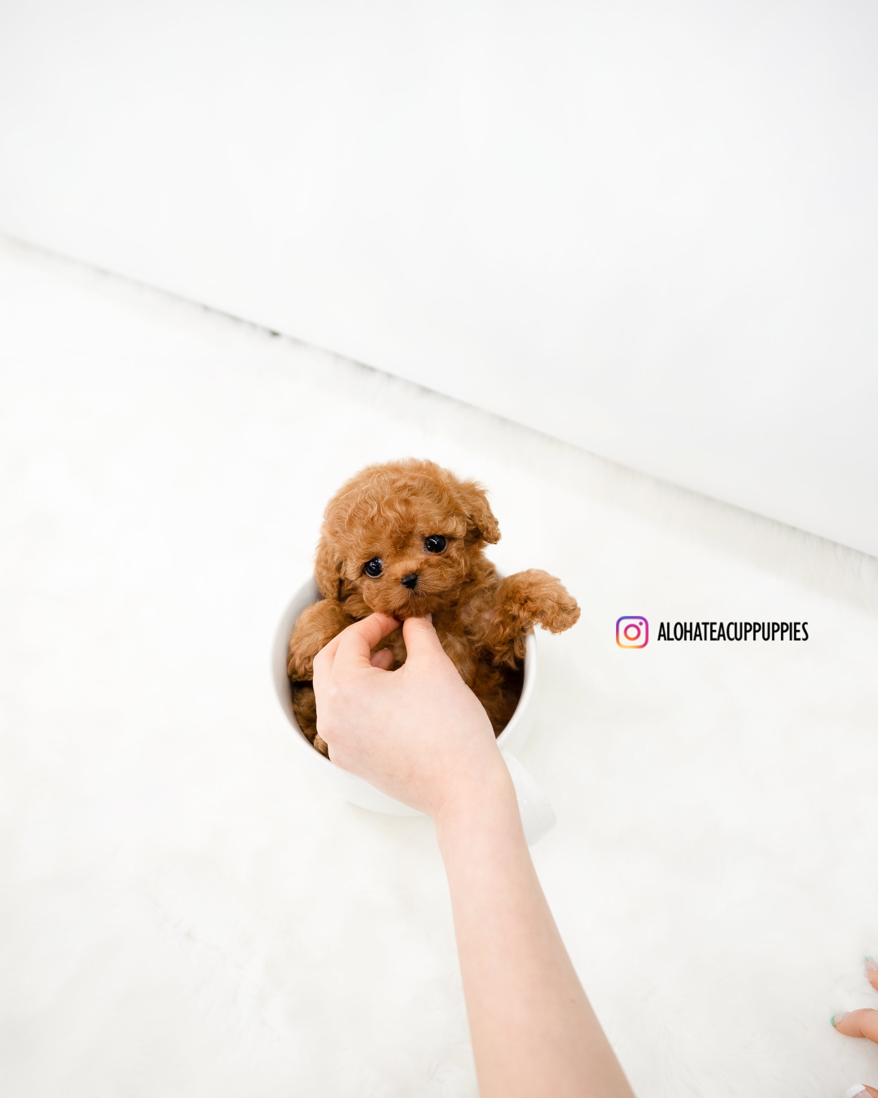 Cindy [TEACUP POODLE]