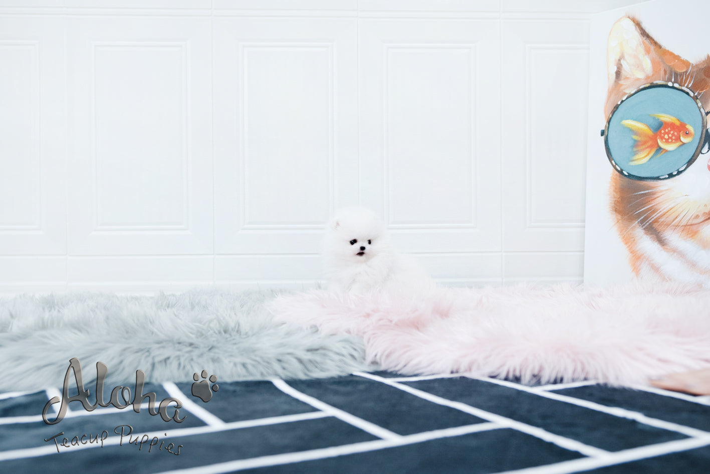 Sophia [TEACUP POMERANIAN]