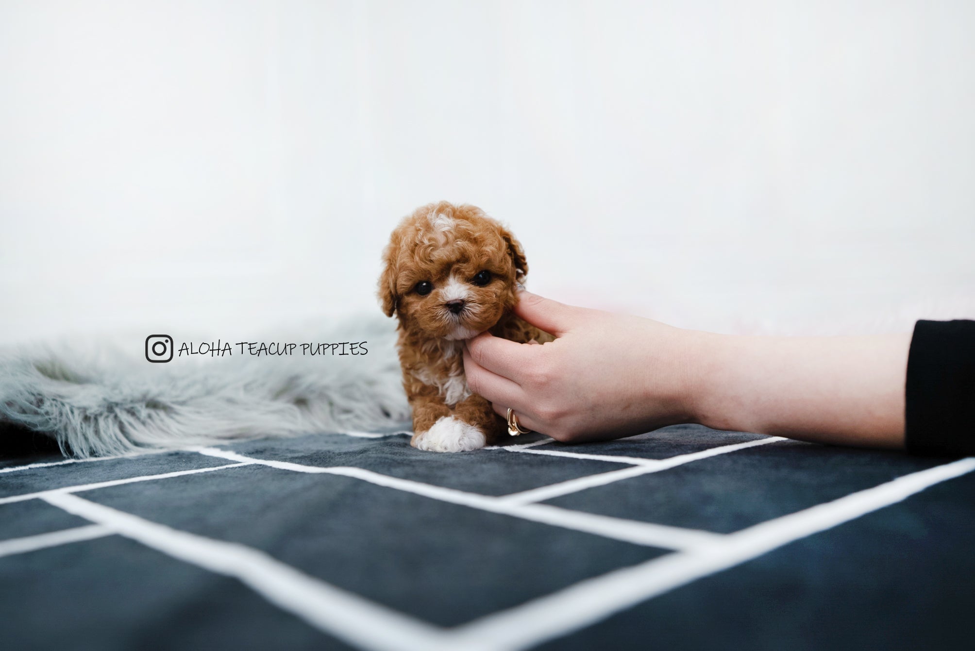 Dan [TEACUP MALTIPOO]