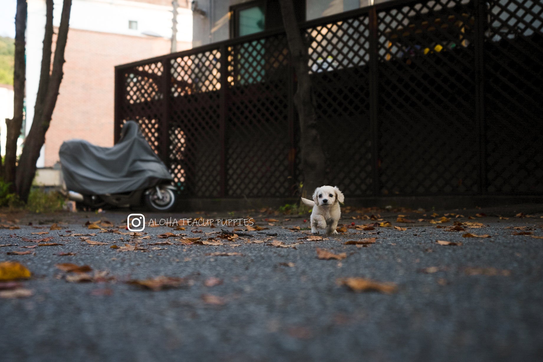 Lily [PERRO SALCHICHA MINIATURA]