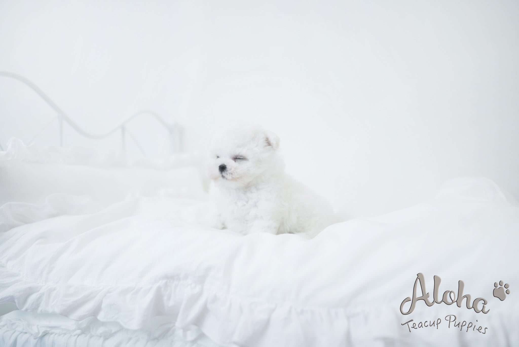 Oatmeal [TEACUP Bichon]