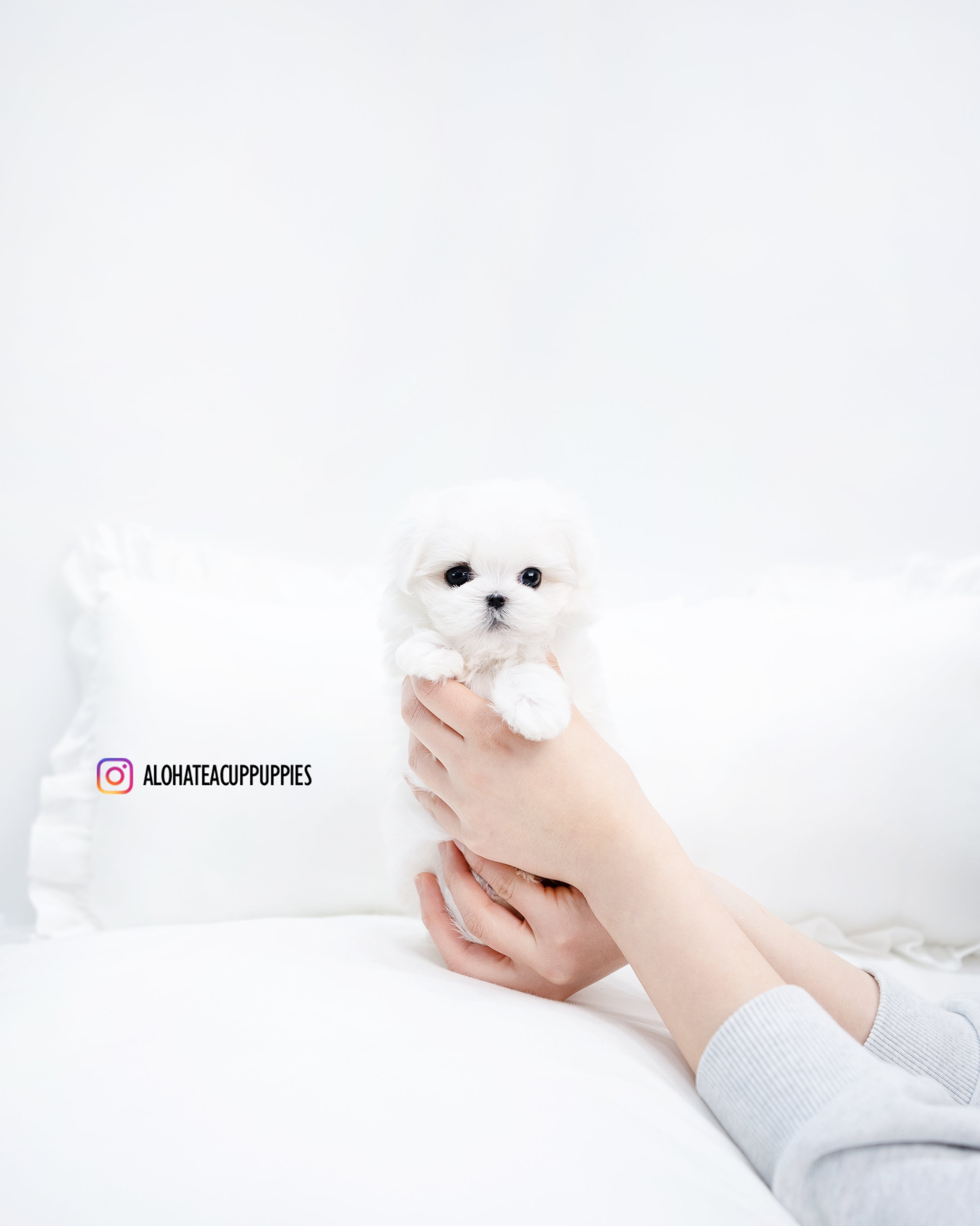 Benjamin [TEACUP MALTESE]