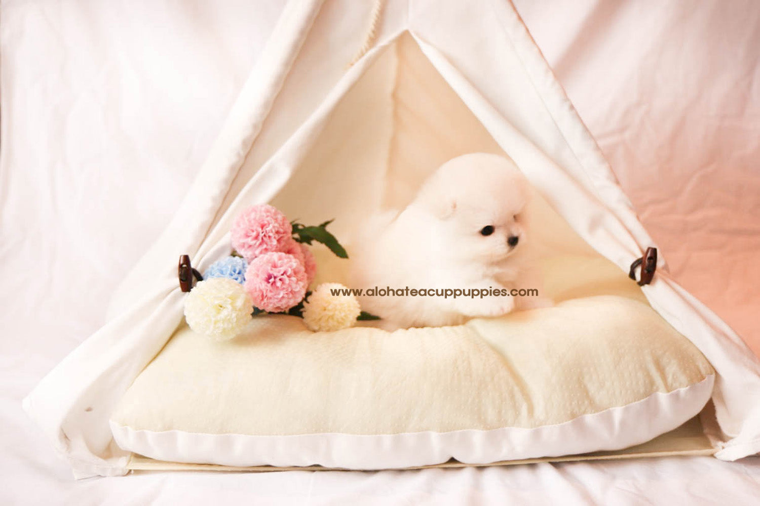 Phoebe - [Pomerania] - Vendida a Jason Chen