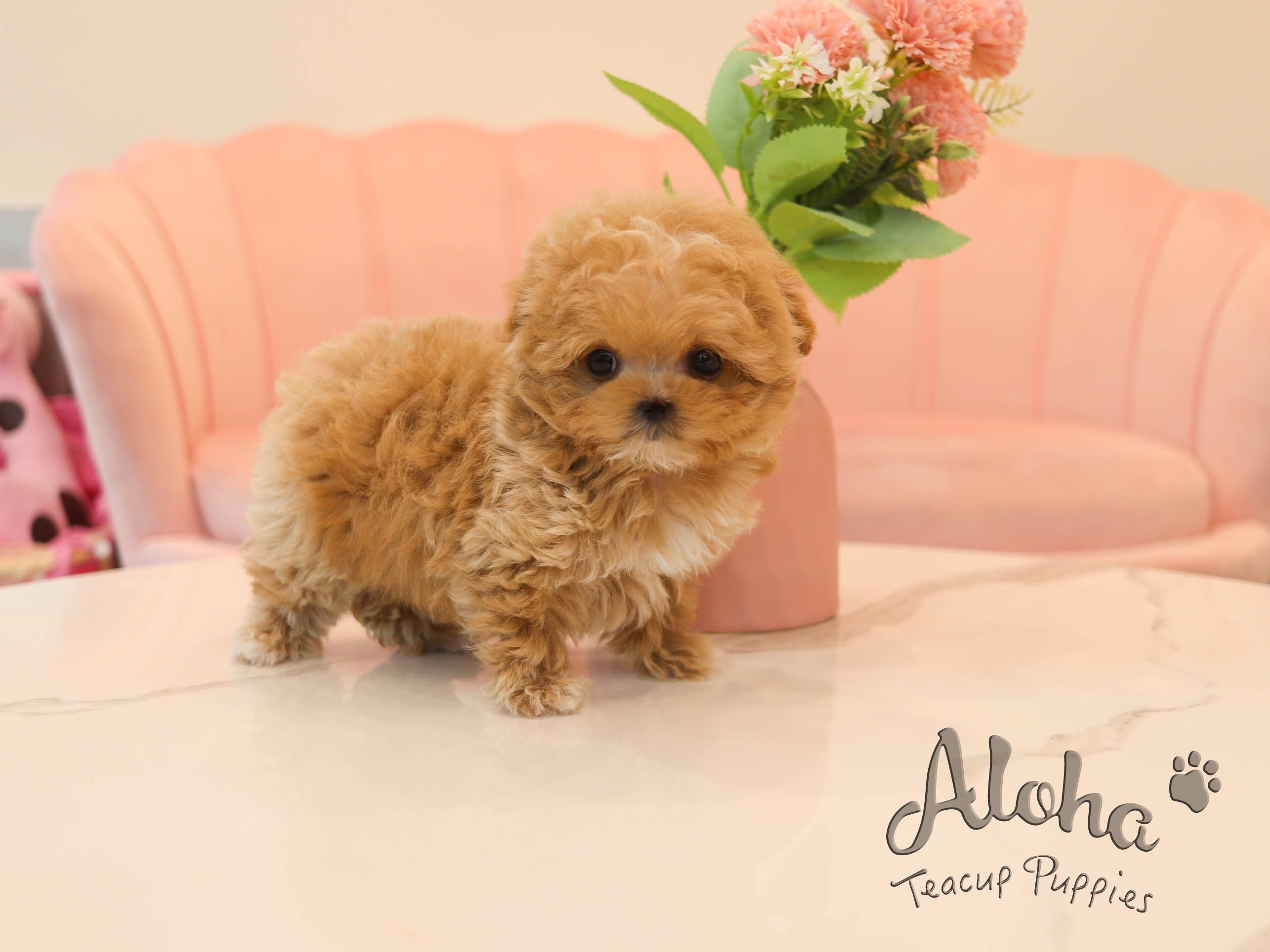 Butter [TEACUP MALTIPOO]