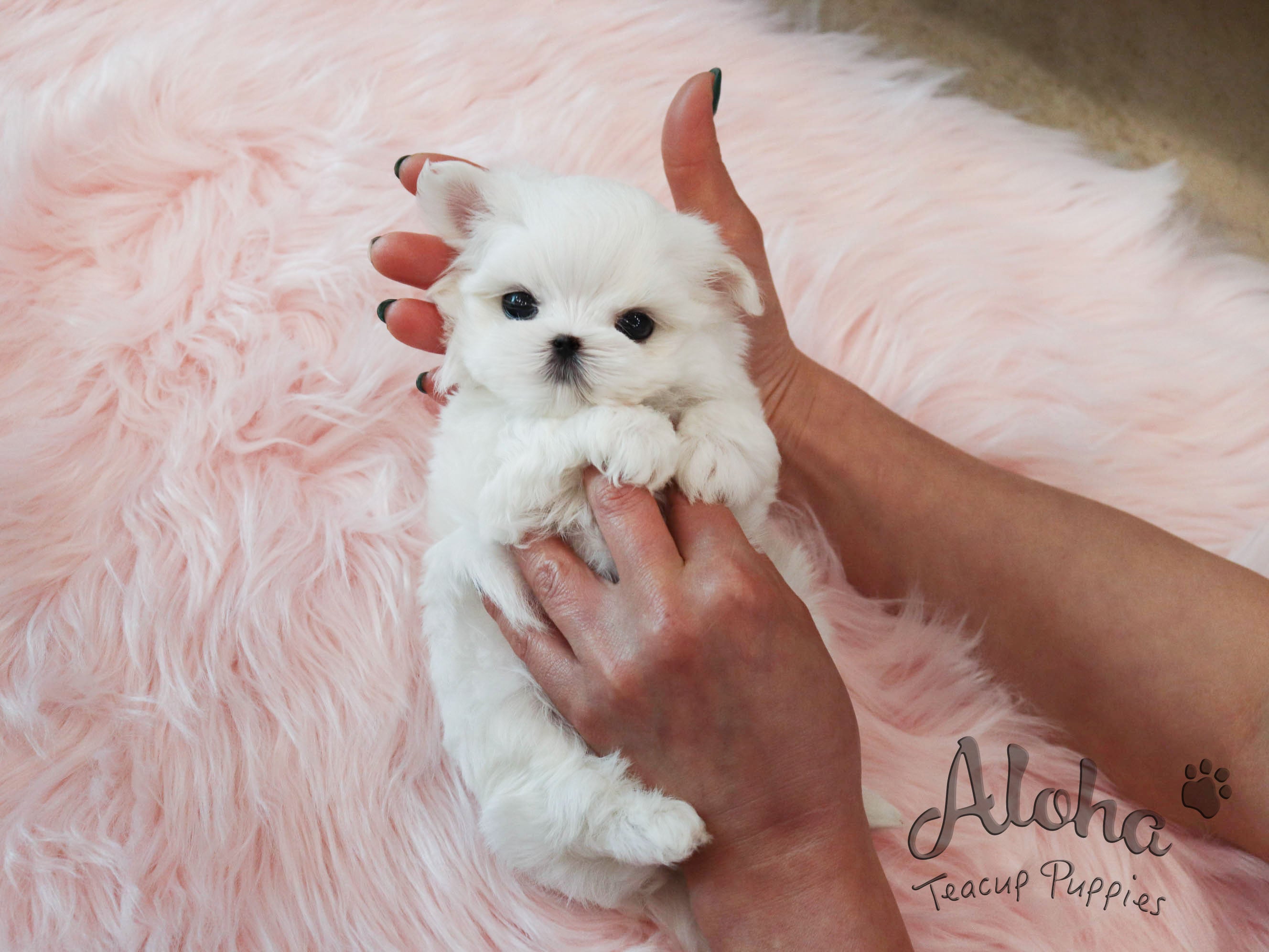 Montblanc [TEACUP MALTESE]
