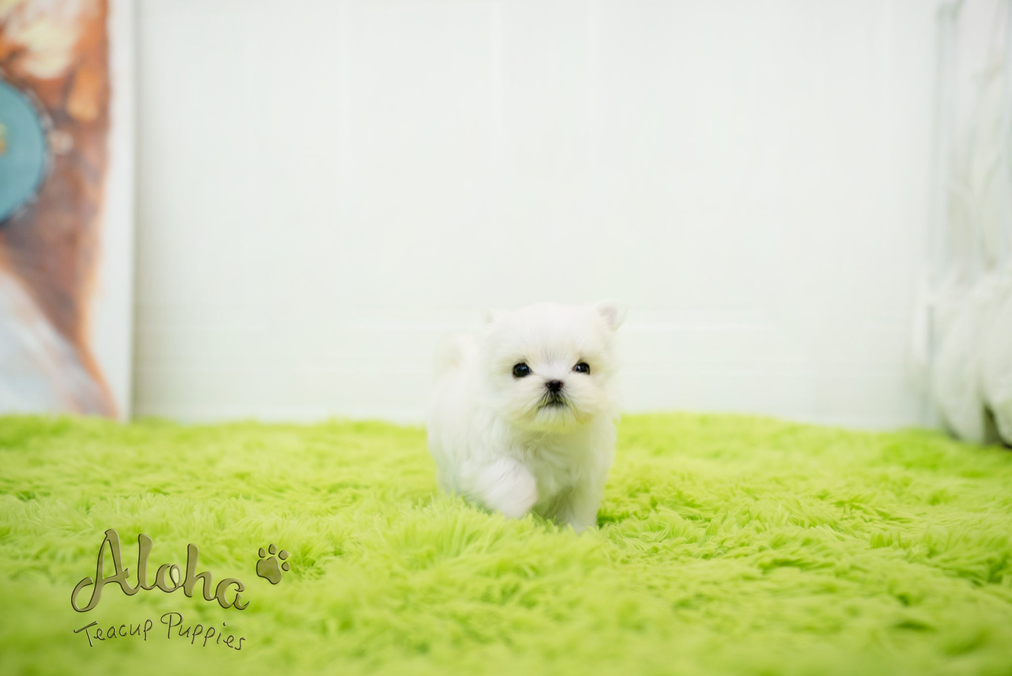 Sophia [TEACUP MALTESE]