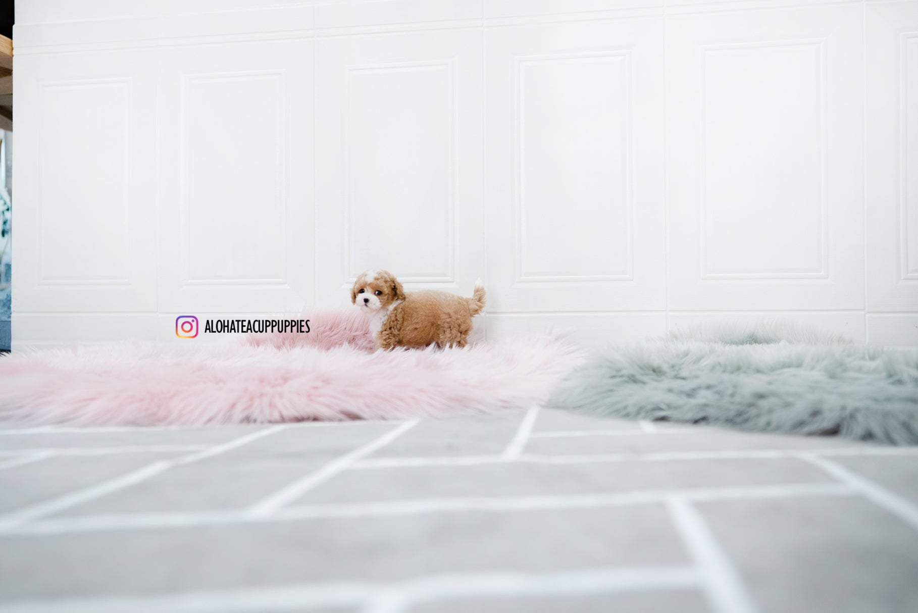 Lucas [TEACUP POODLE]