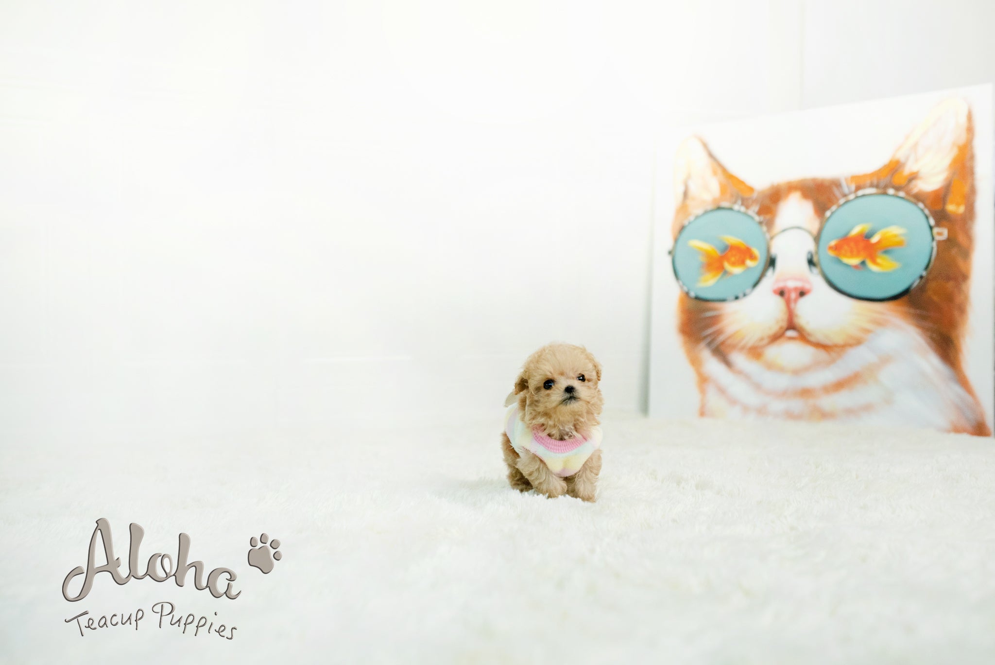Isaac [TEACUP MALTIPOO]