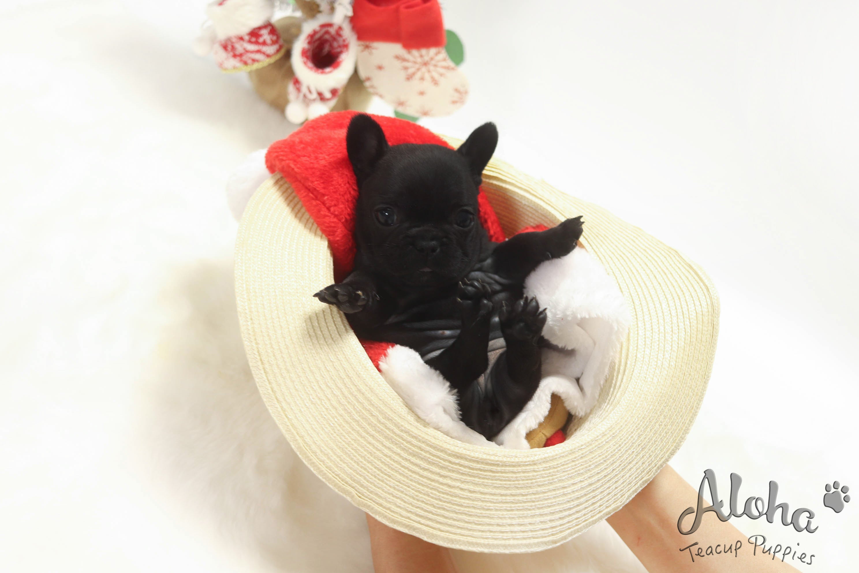 Reserva para Delilah, Bella [TEACUP FRENCH]