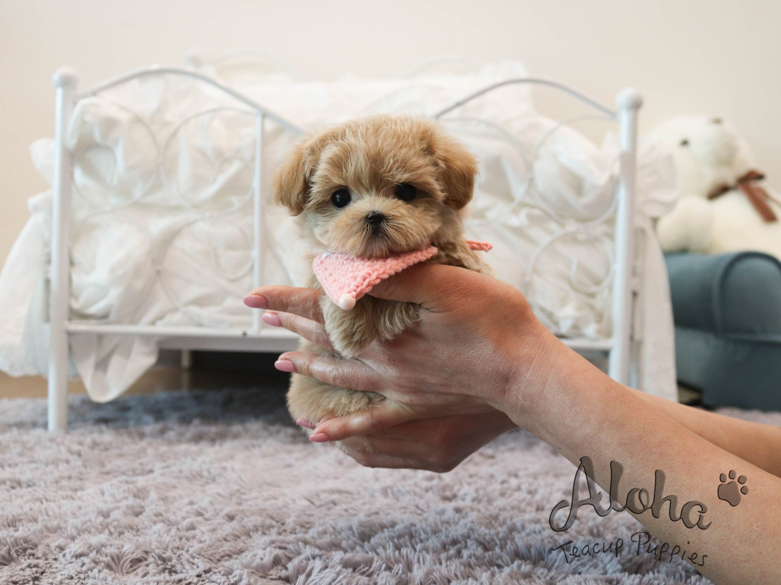 MAPLE [TEACUP MALTIPOO]