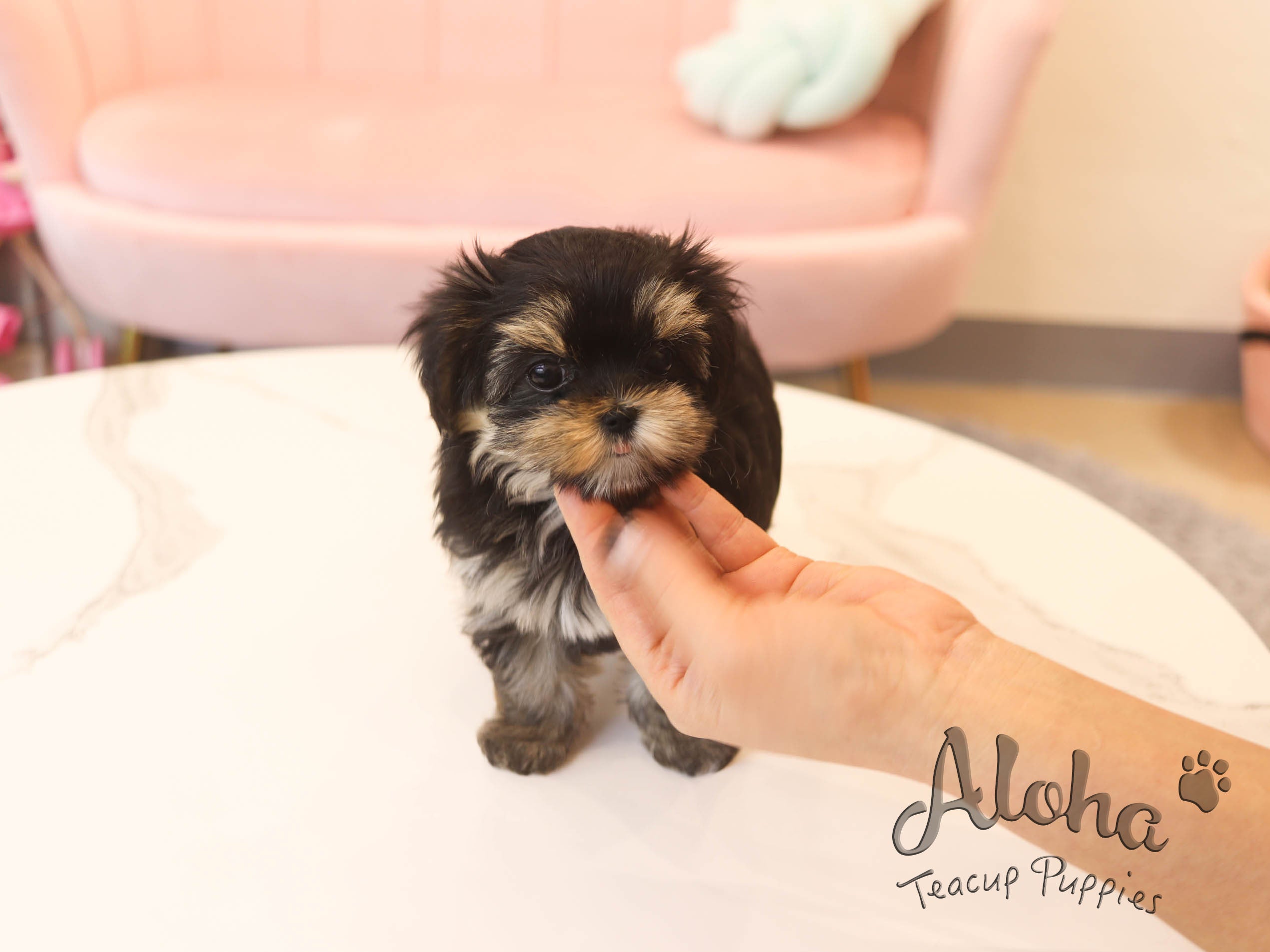 Agata [TEACUP MORKIE]