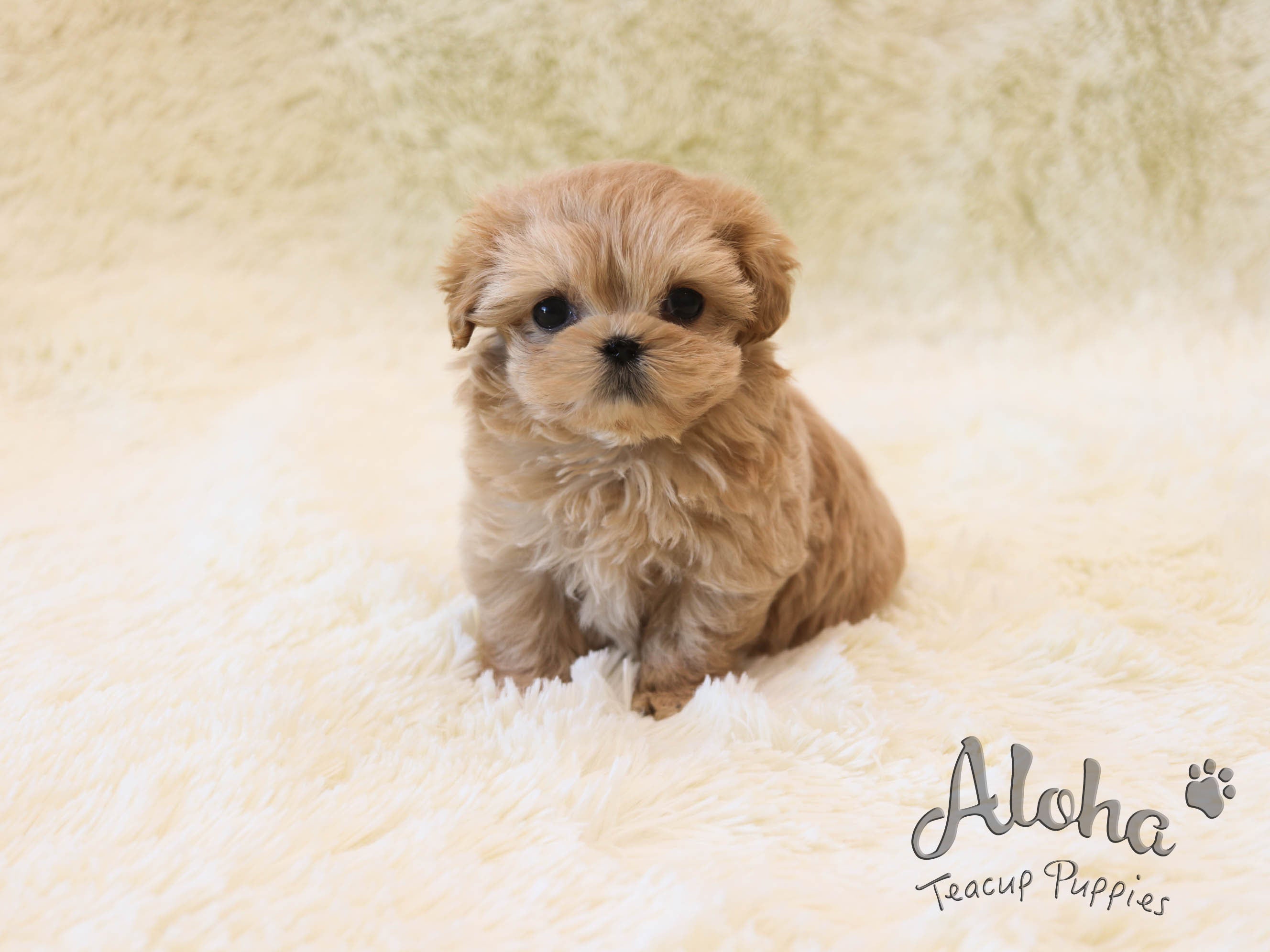 Hazel [TEACUP MALTIPOO]
