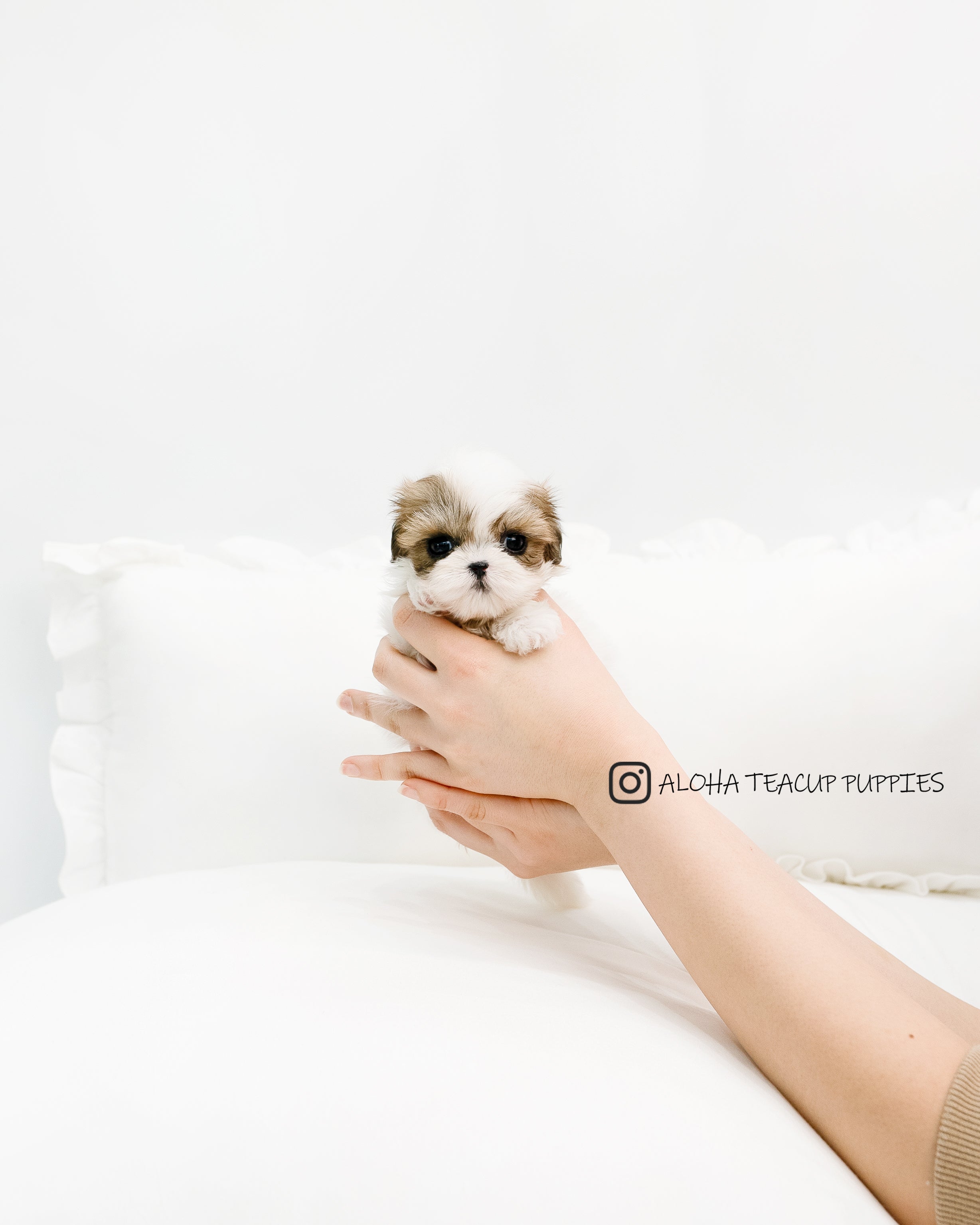 Susan [TEACUP MALTIPOO]