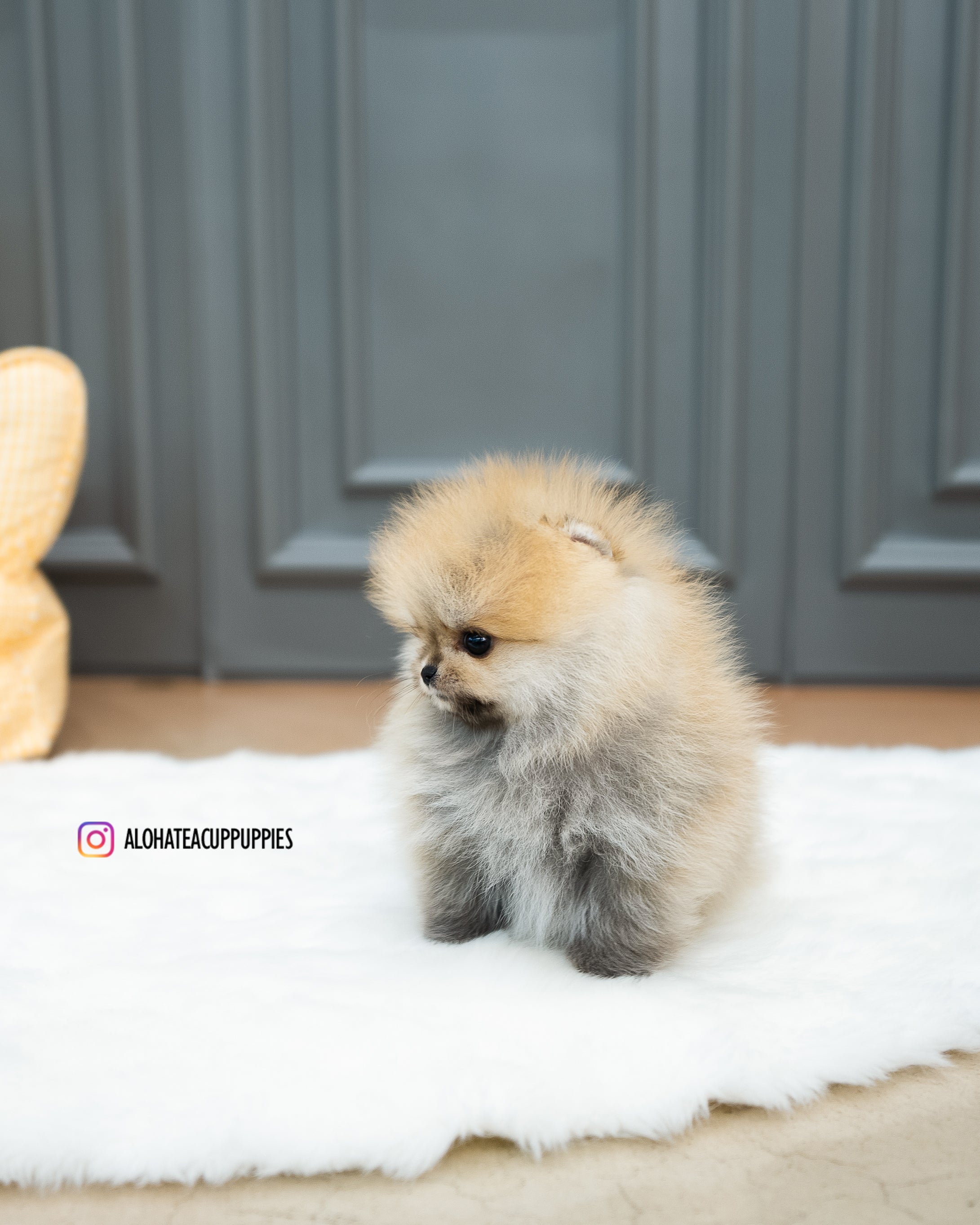 Reese [POMERANIA TAZA DE TÉ]