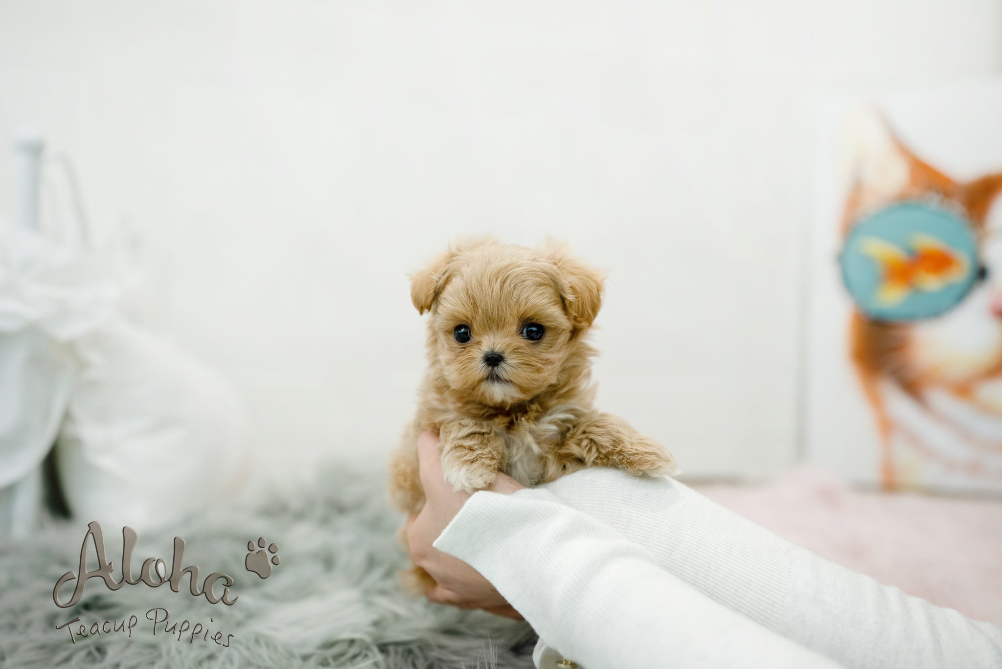 Leo [TEACUP MALTIPOO]