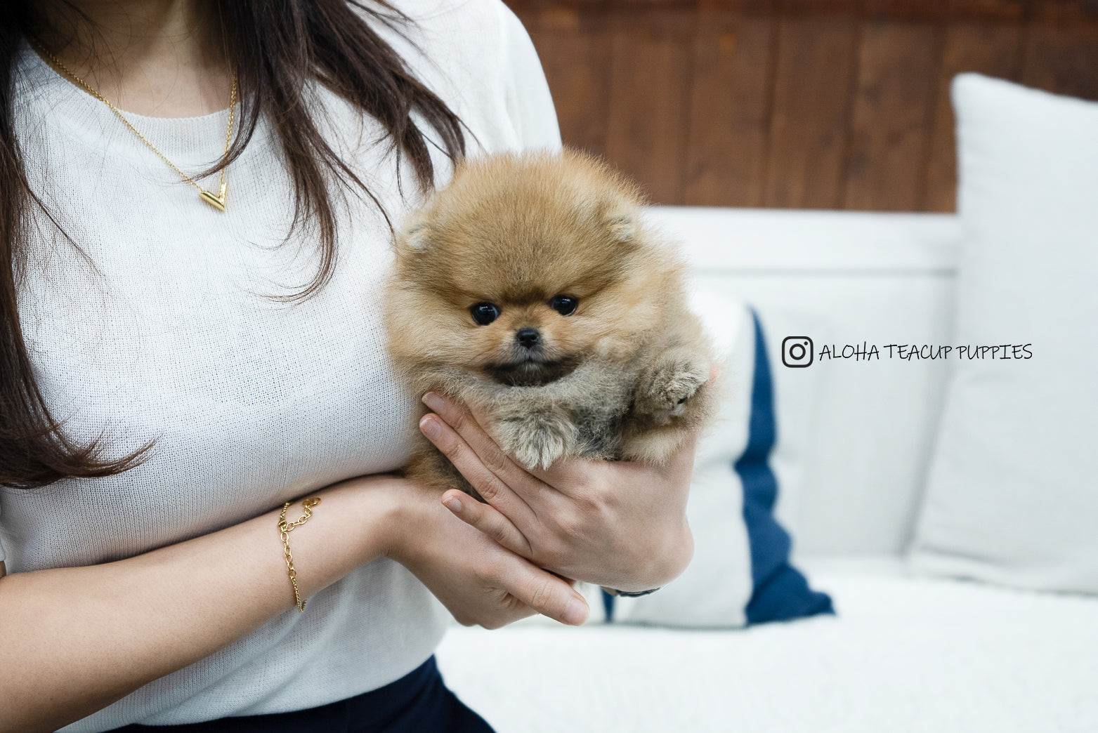 Diego [TEACUP POMERANIAN]